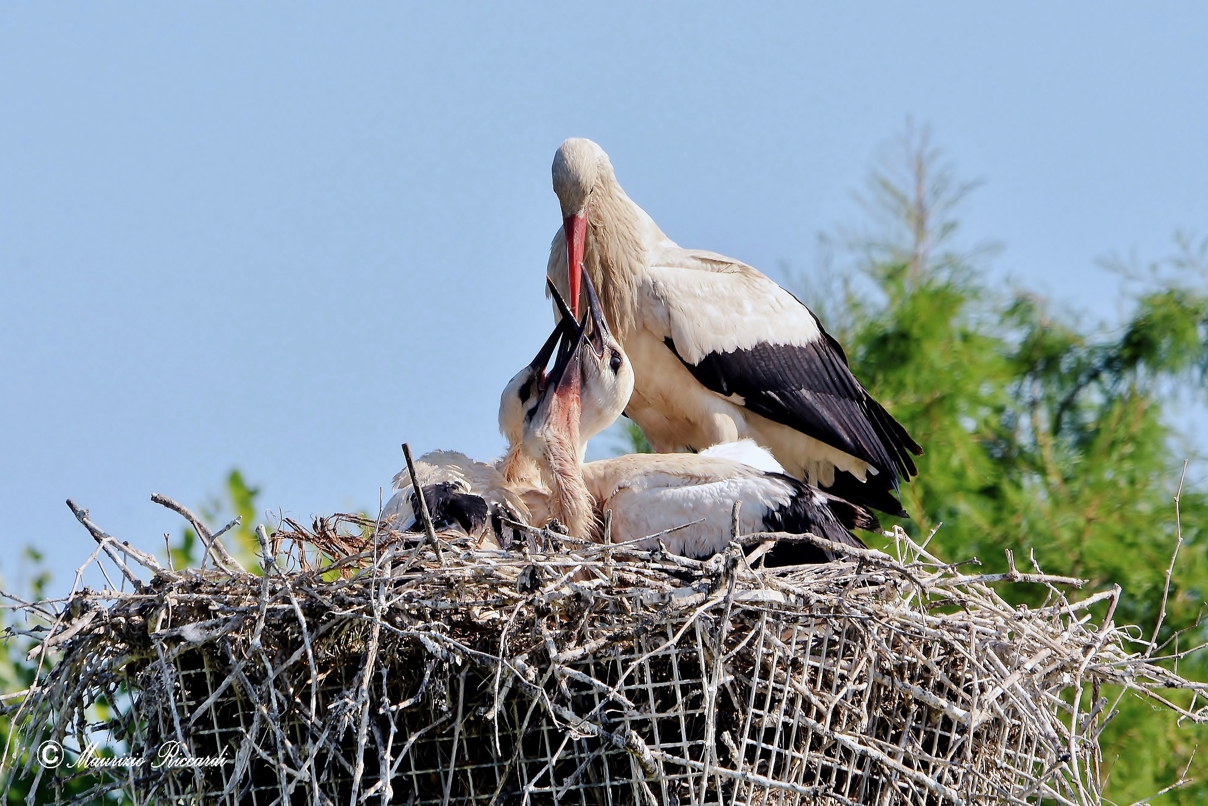 White Stork