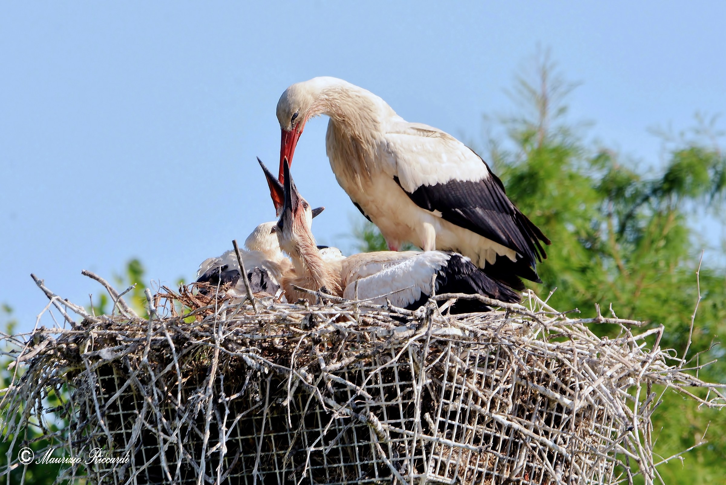 White Stork