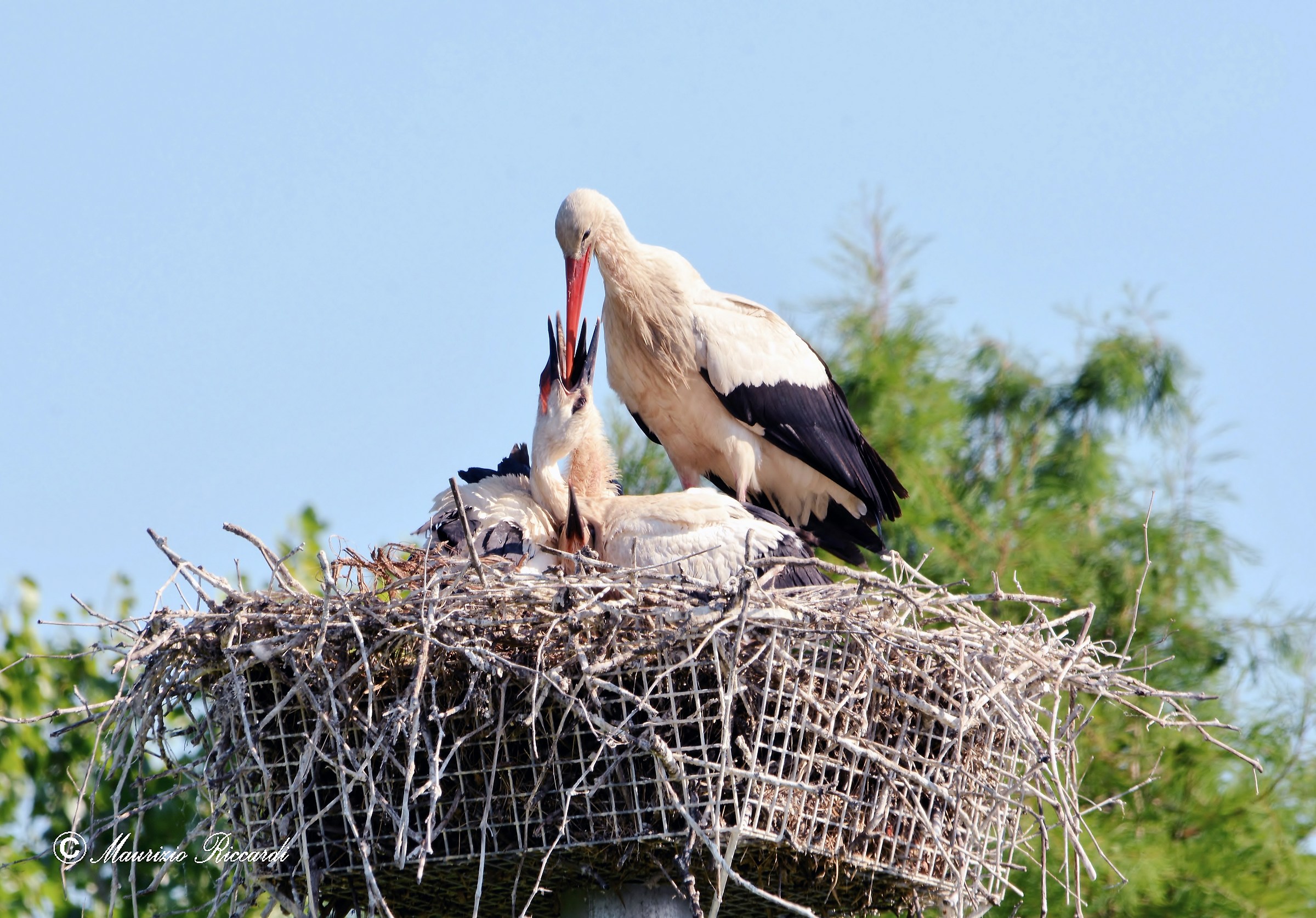 White Stork