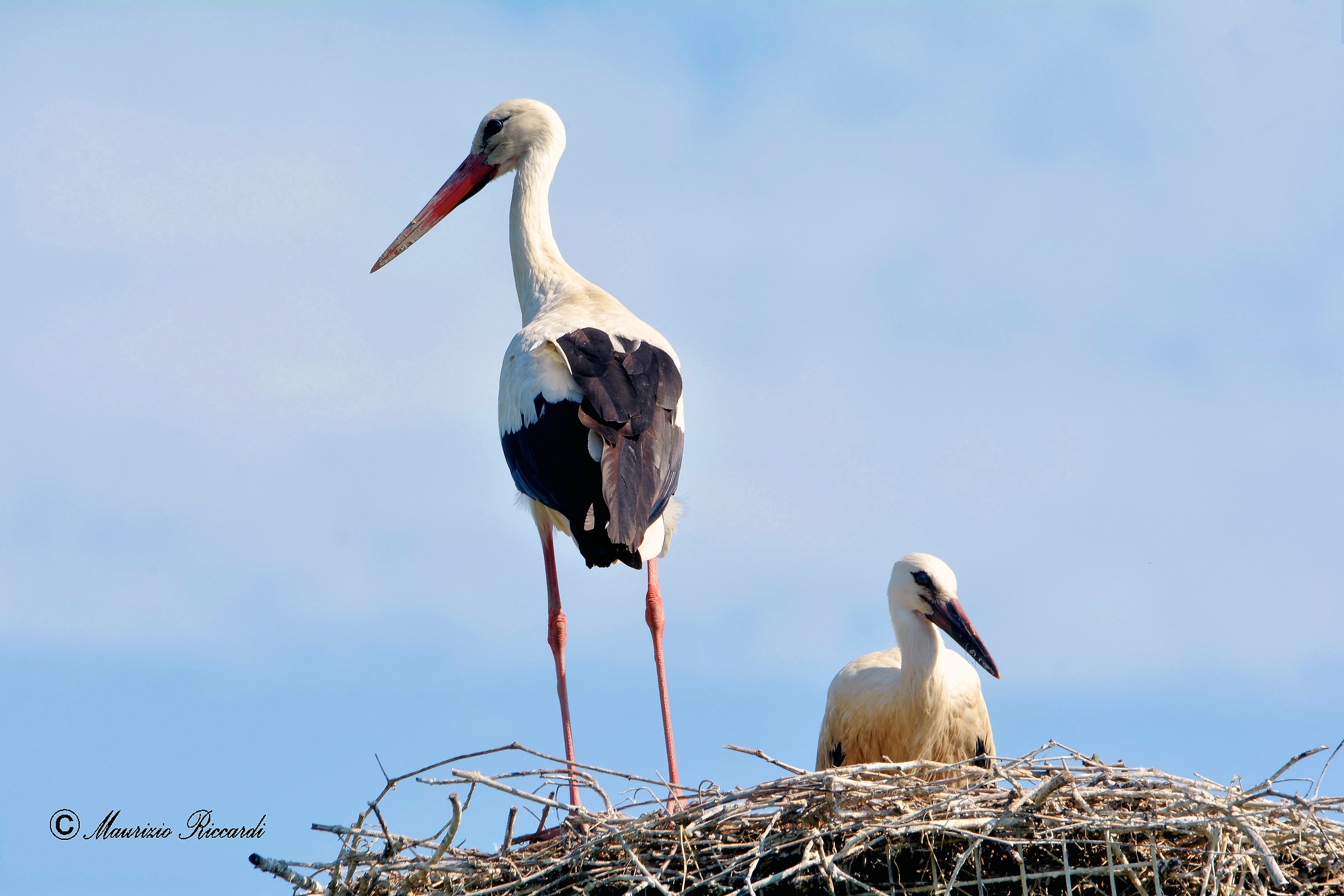 White Stork