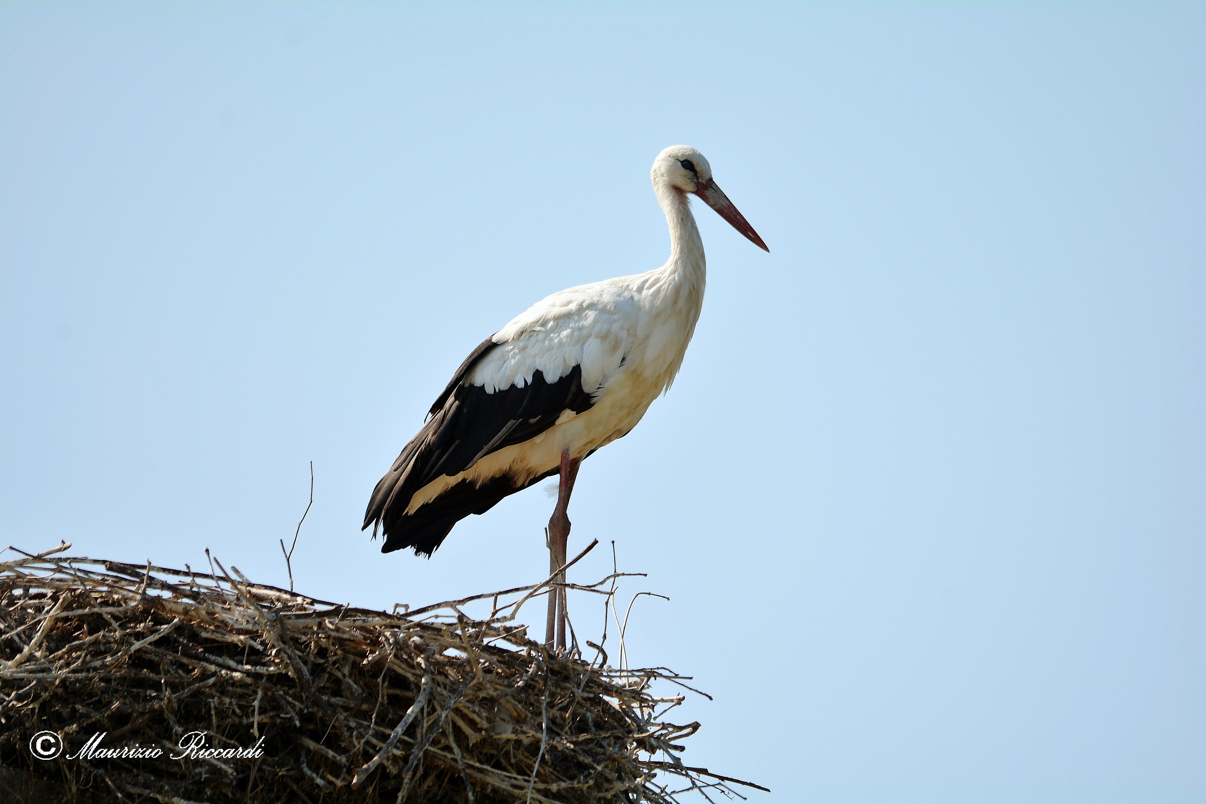 White Stork