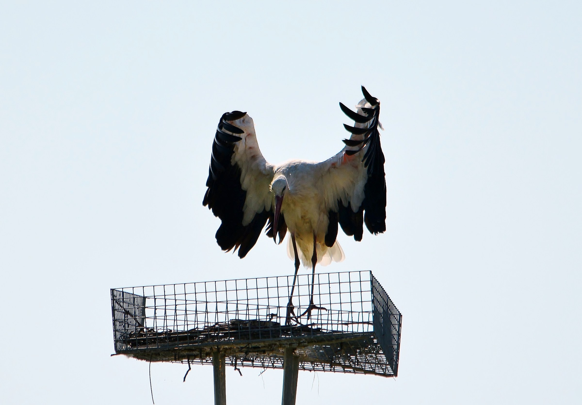 White Stork