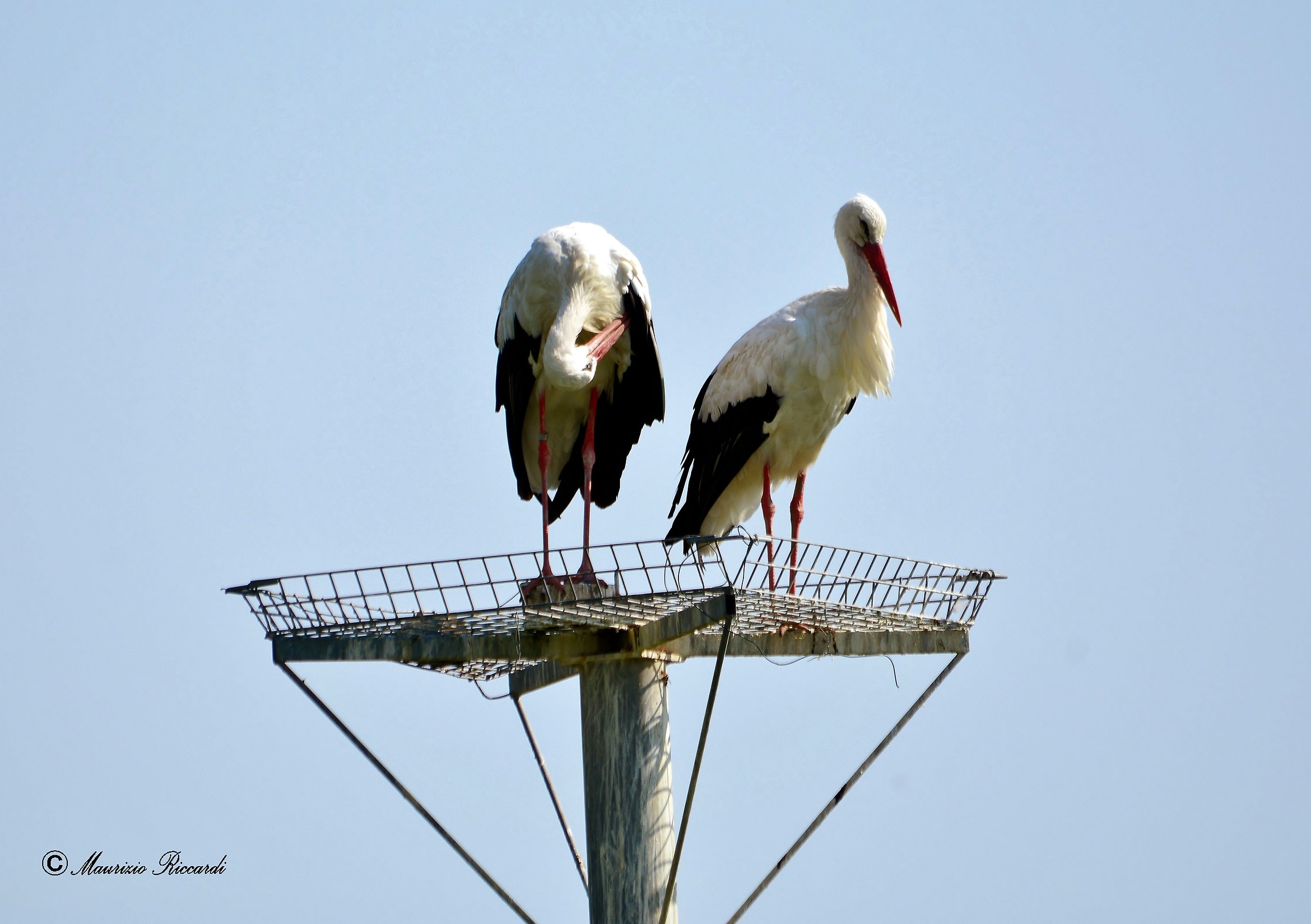 White Stork
