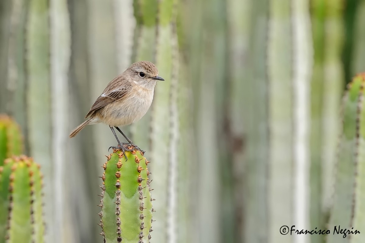 Stonechat ( Female )