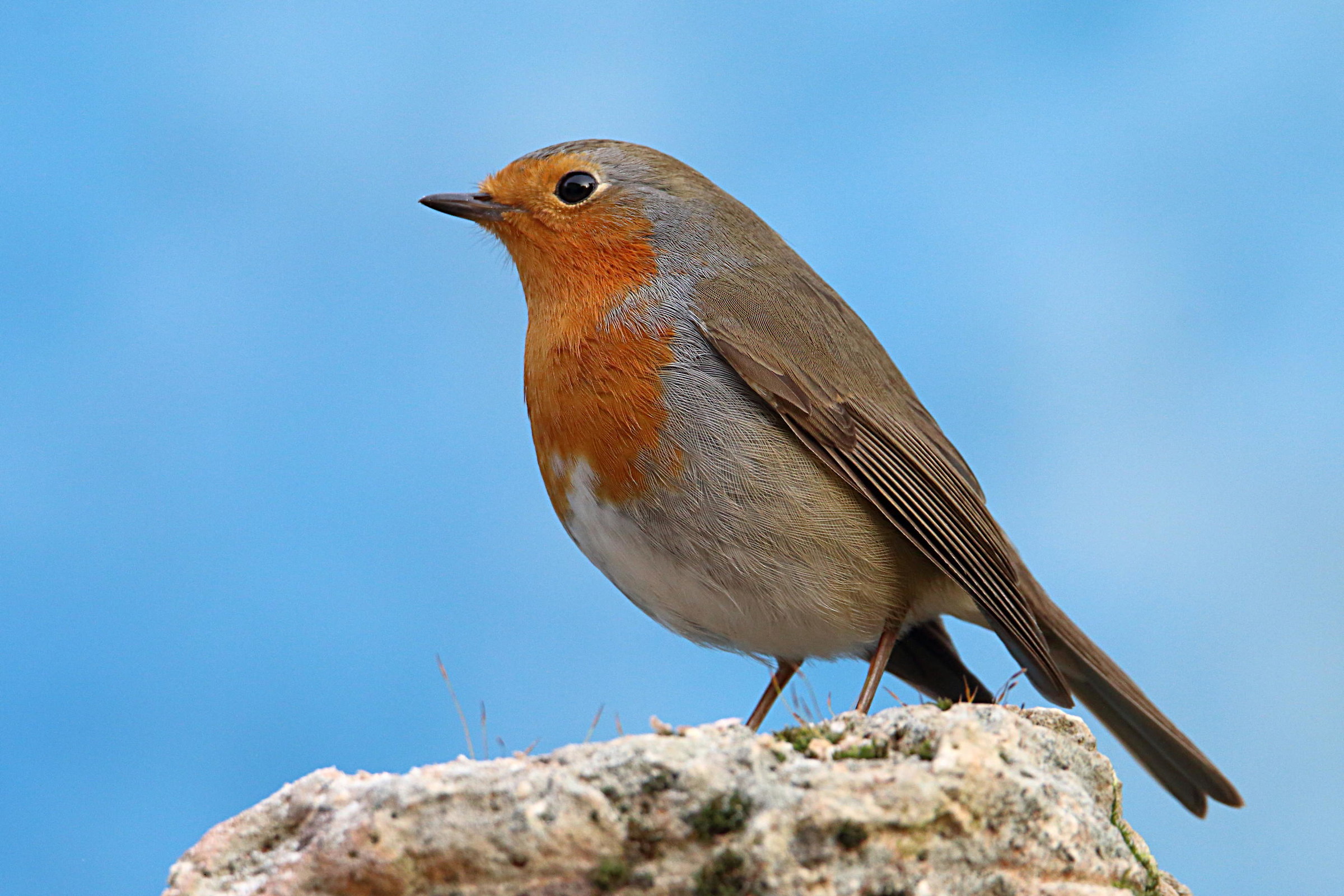 Robin