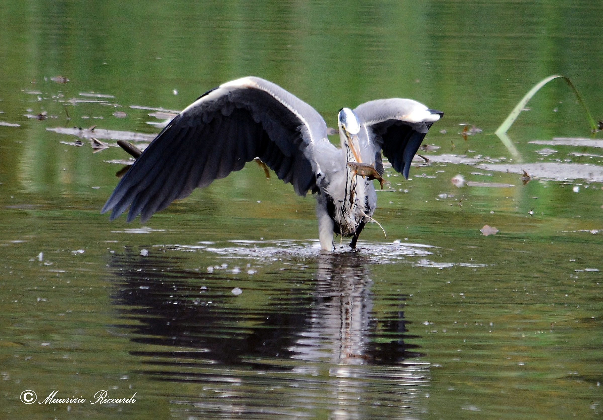 Grey Heron