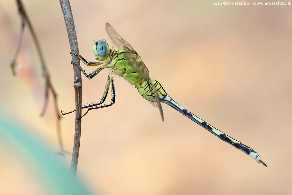 Orthetrum trinacria (Sélys-Longchamps, 1841)