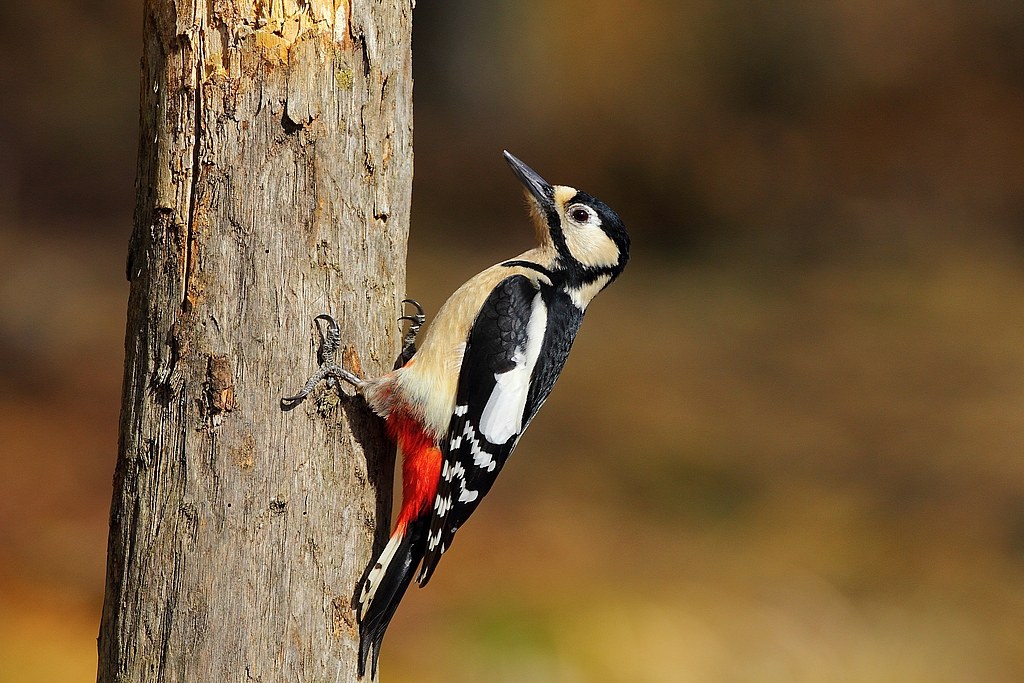 Great Spotted Woodpecker