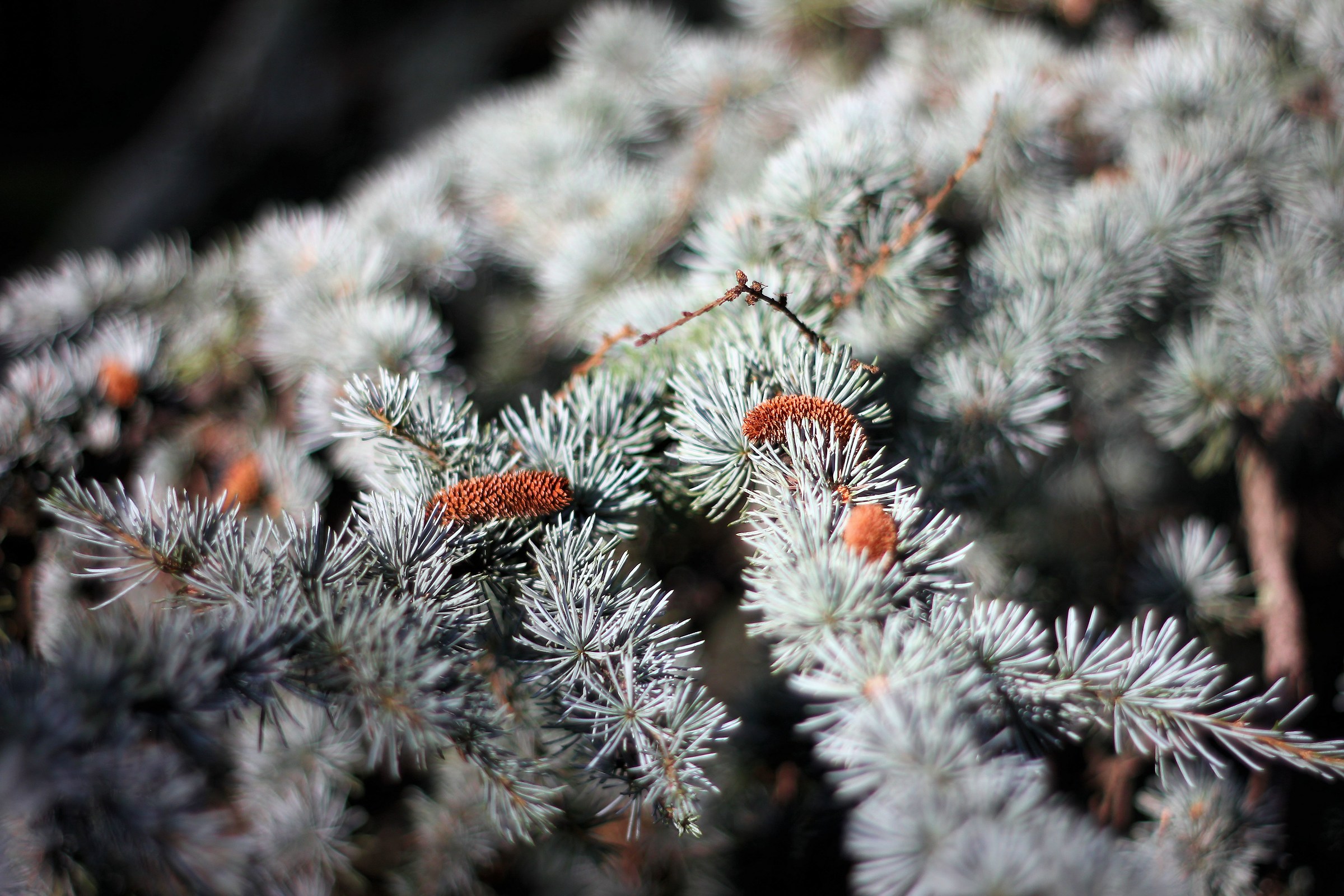 Pine needles
