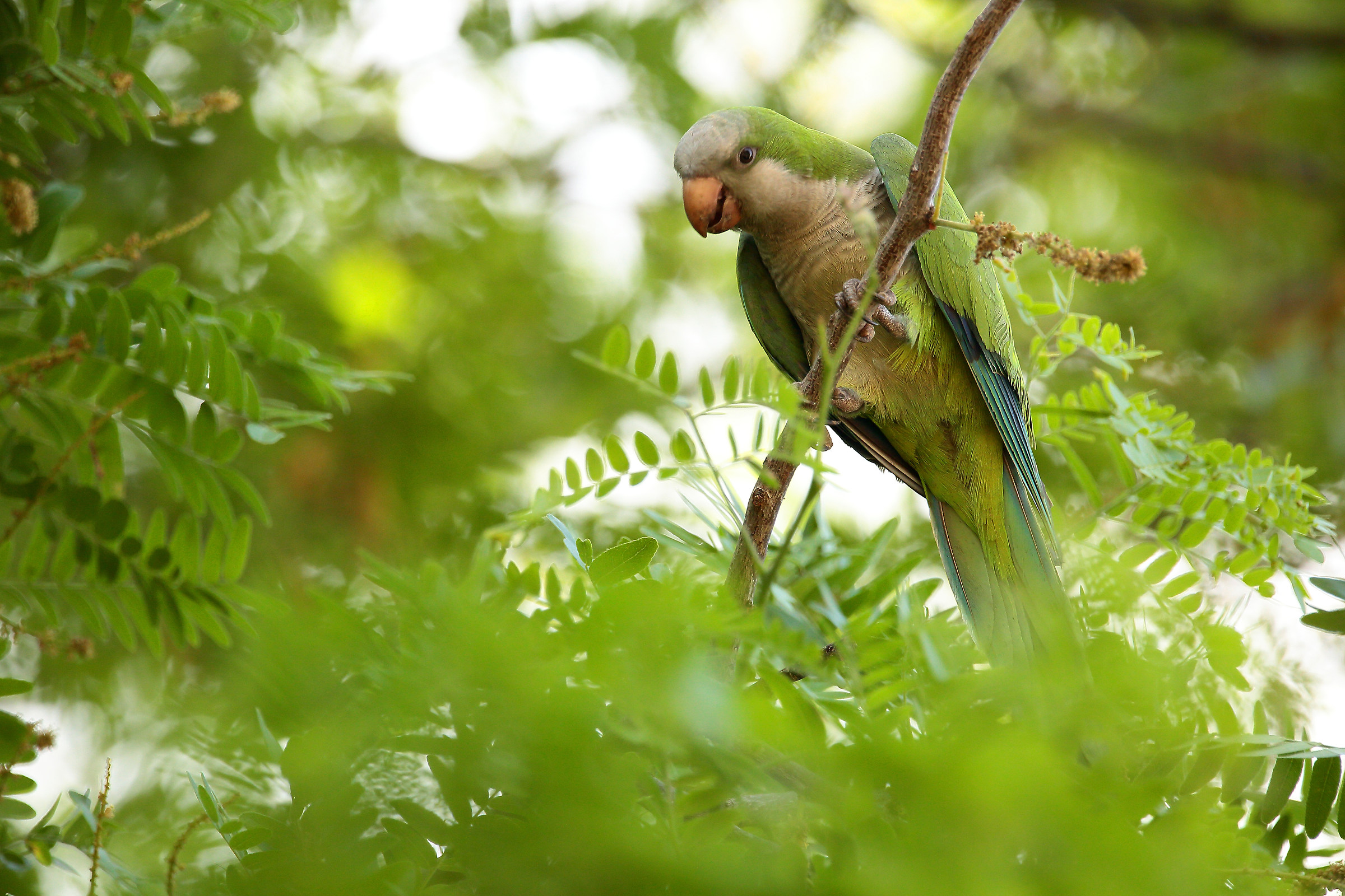 Monk parakeet (parakeet monaco)