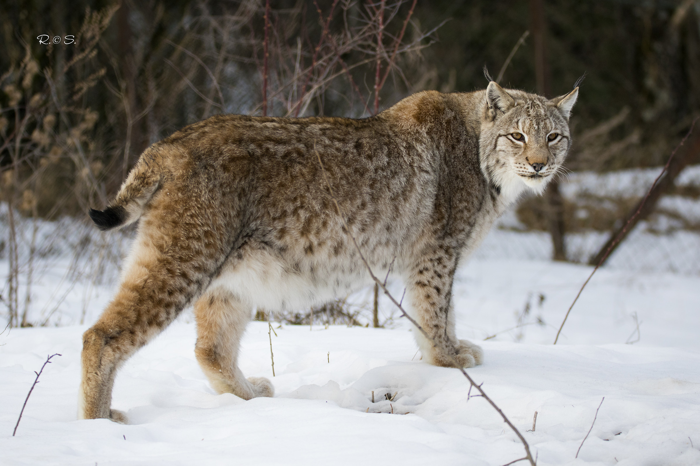 Lynx