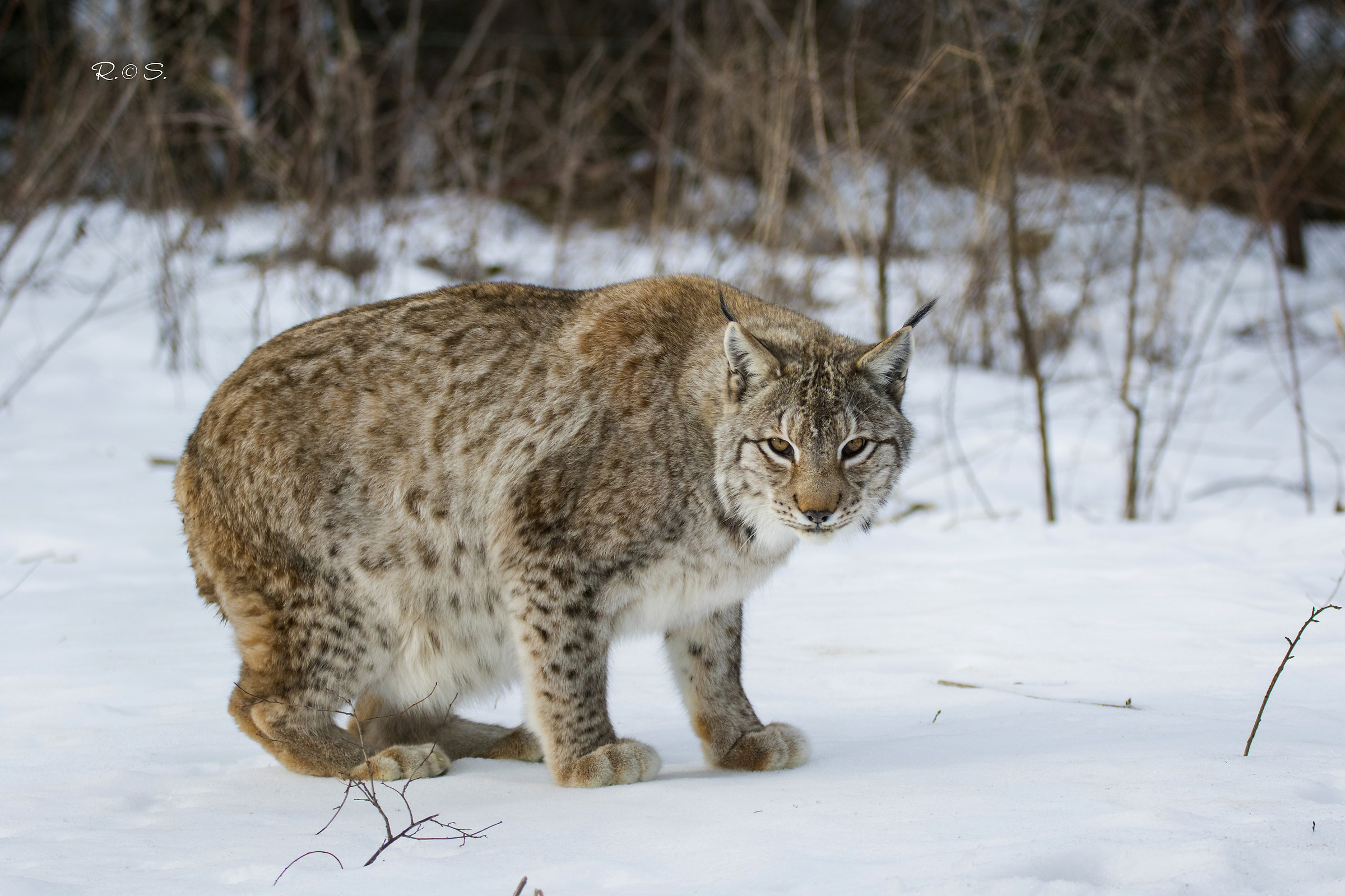 Lynx
