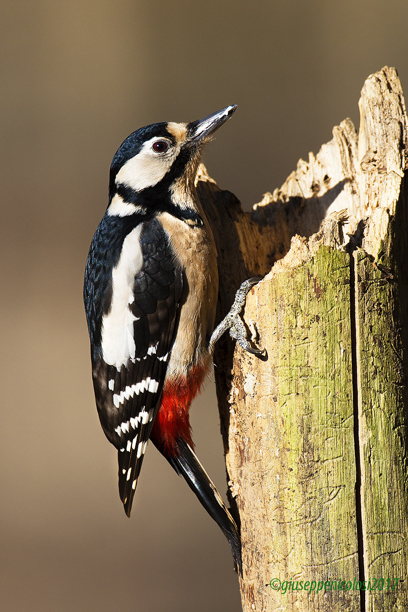 Great Spotted Woodpecker - Tapped- (Dendrocopus major)