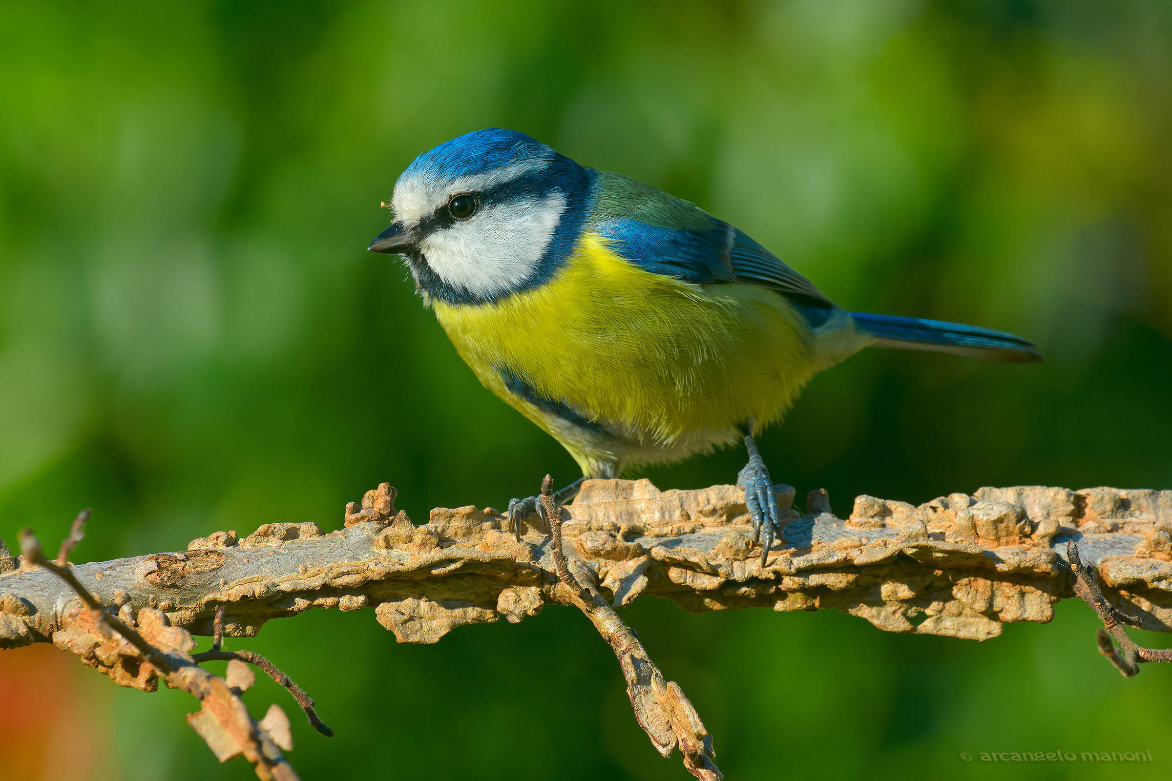 Cyanistes caeruleus