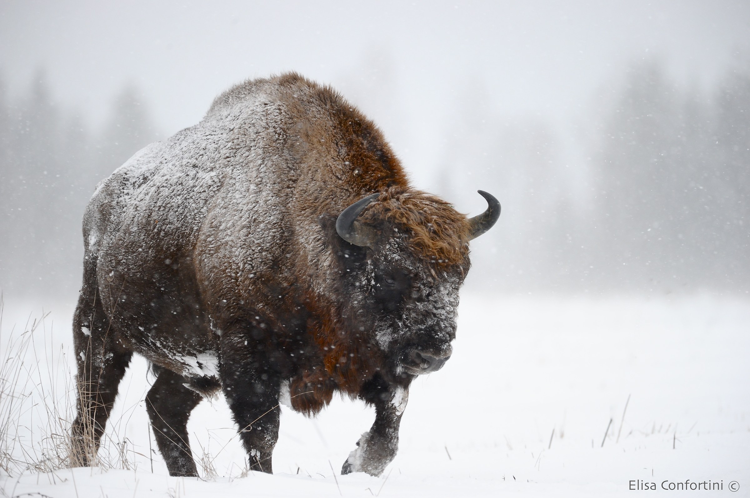 European bison