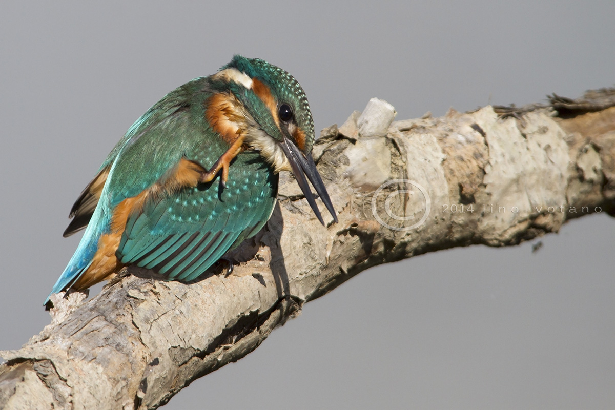Kingfisher