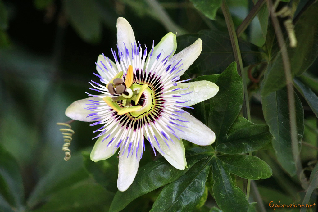 Passionflower