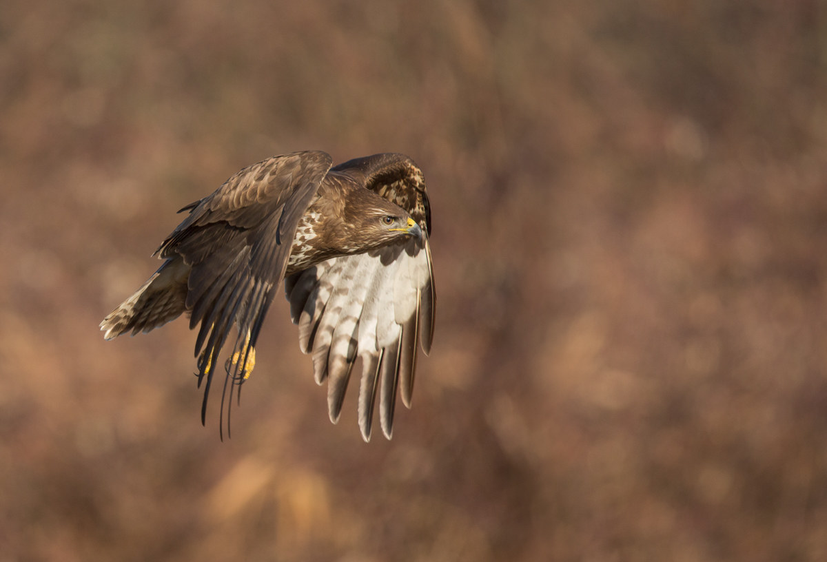 buzzard