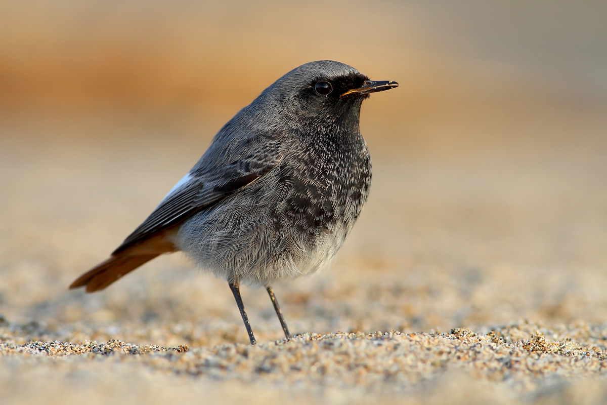 black redstart
