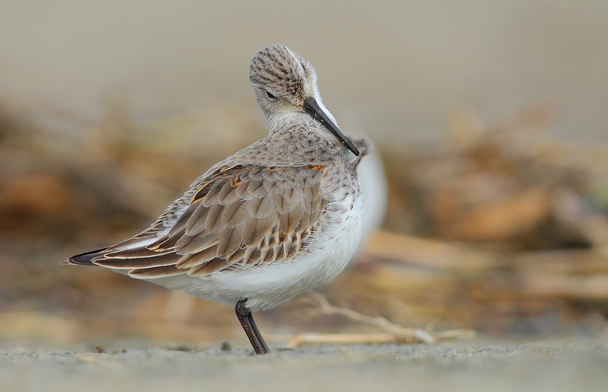 dunlin