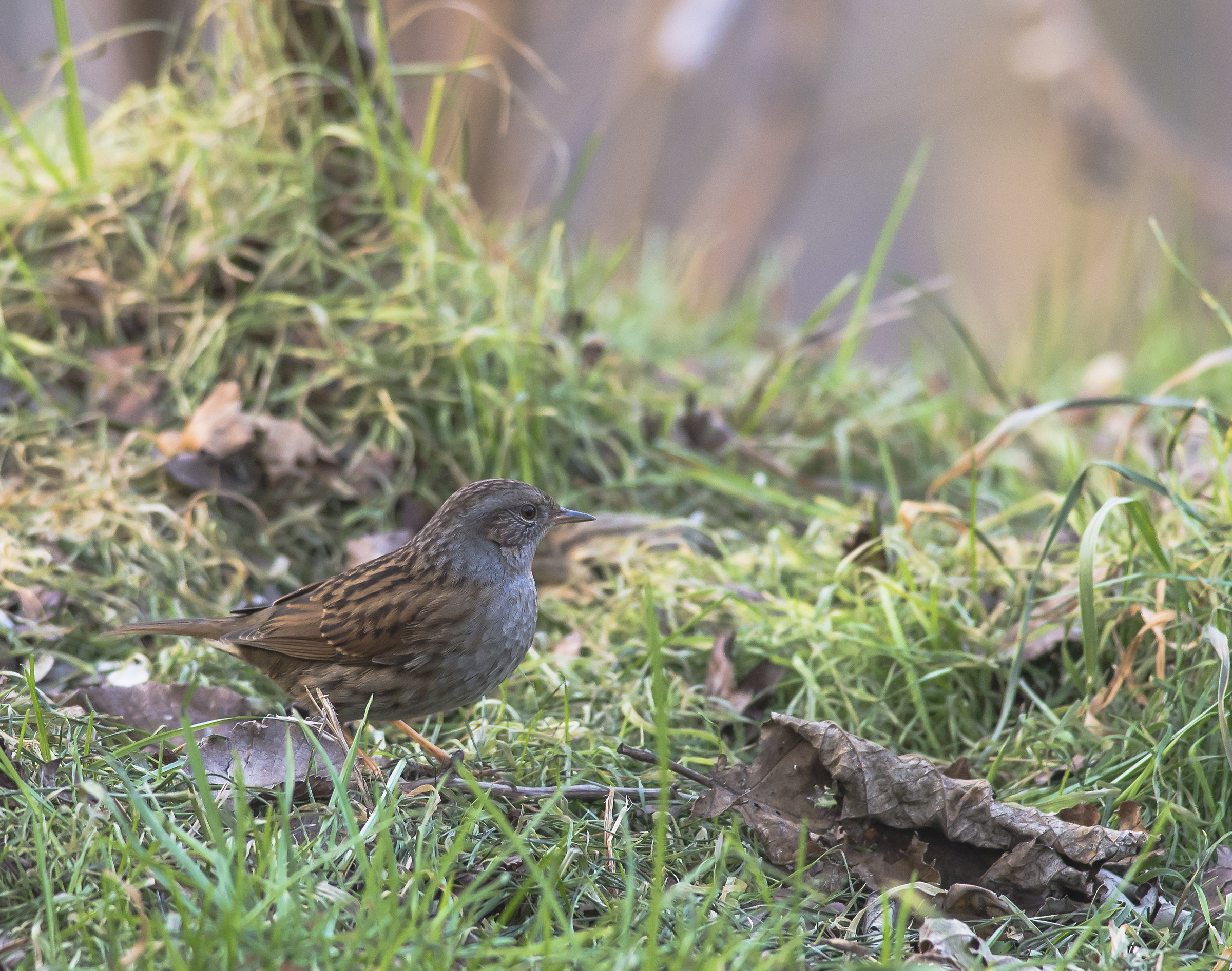 Dunnock