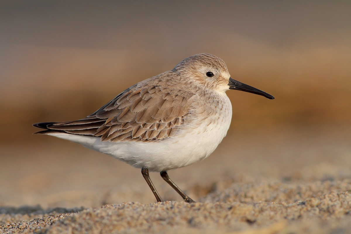 dunlin