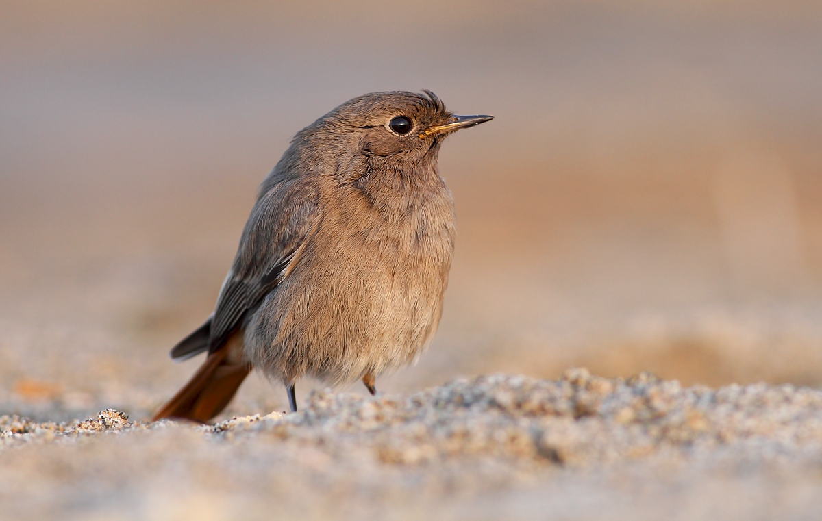 black redstart