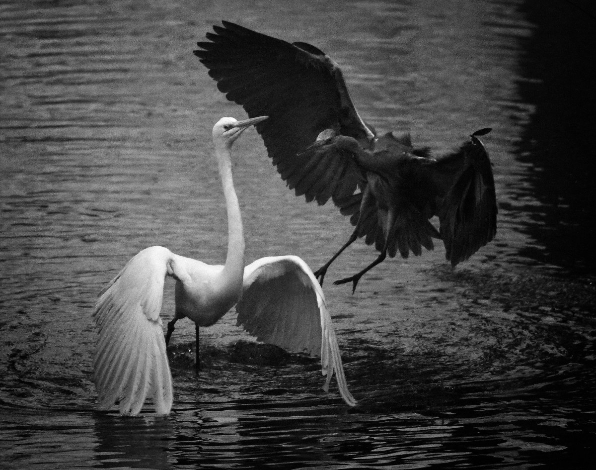 Great Egret and Heron. .