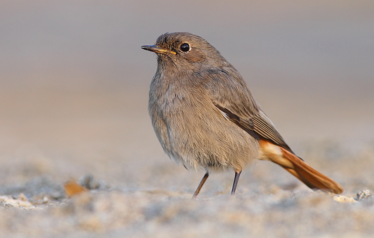 black redstart