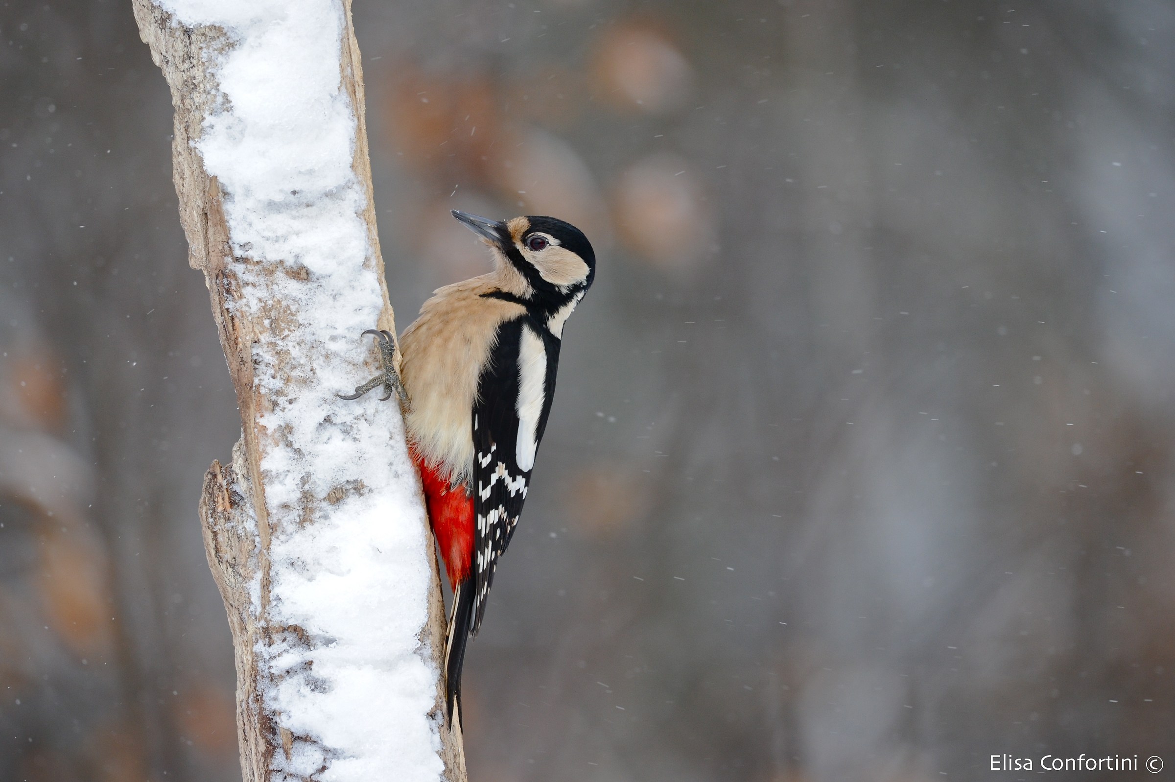 Great Spotted Woodpecker
