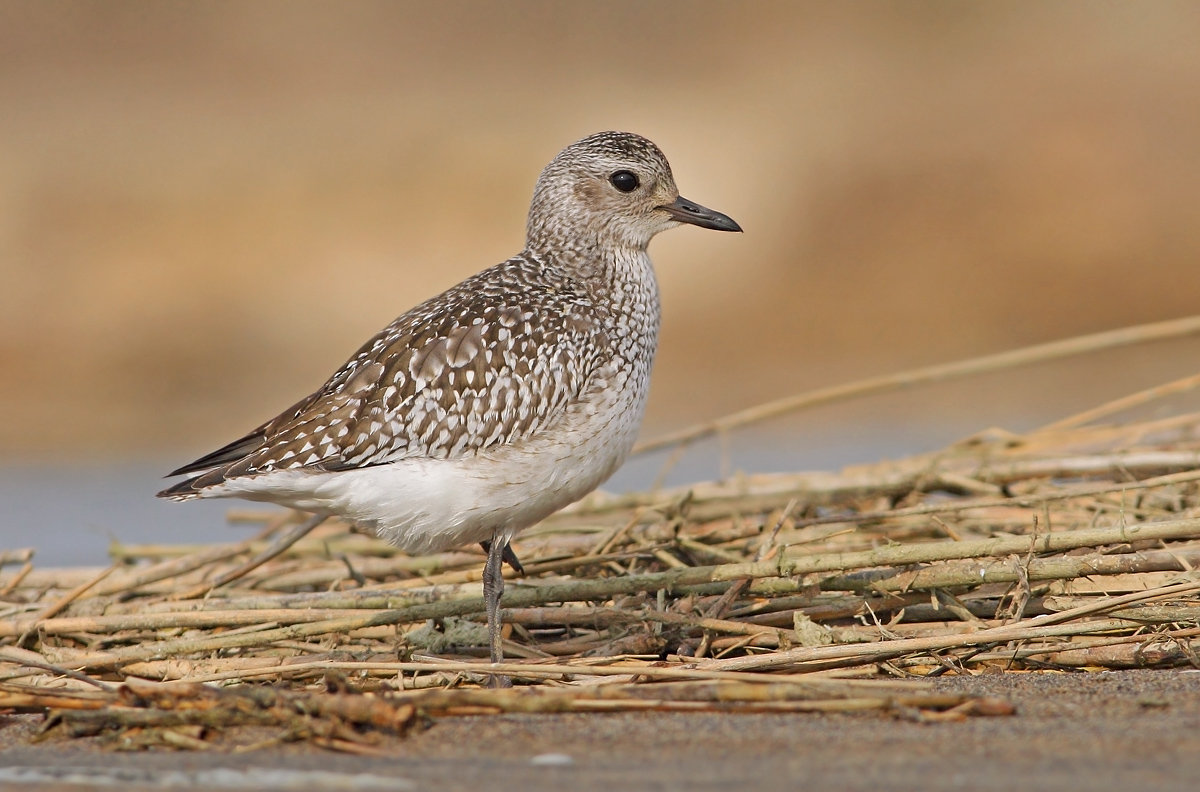 Grey Plover