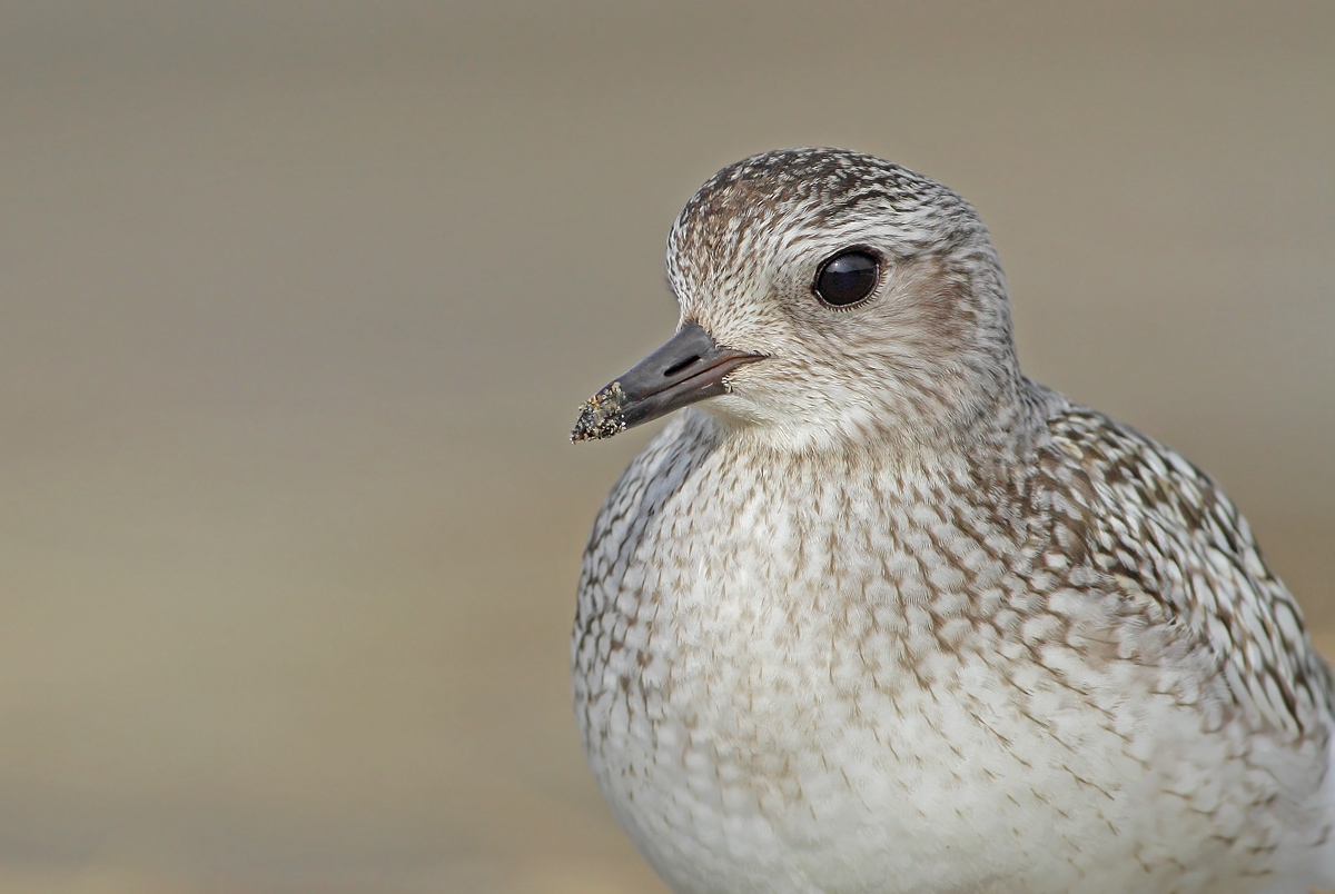 Grey Plover