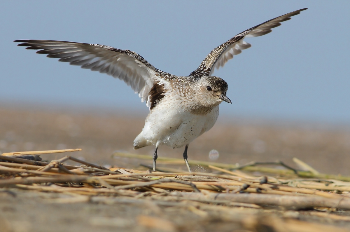 Grey Plover