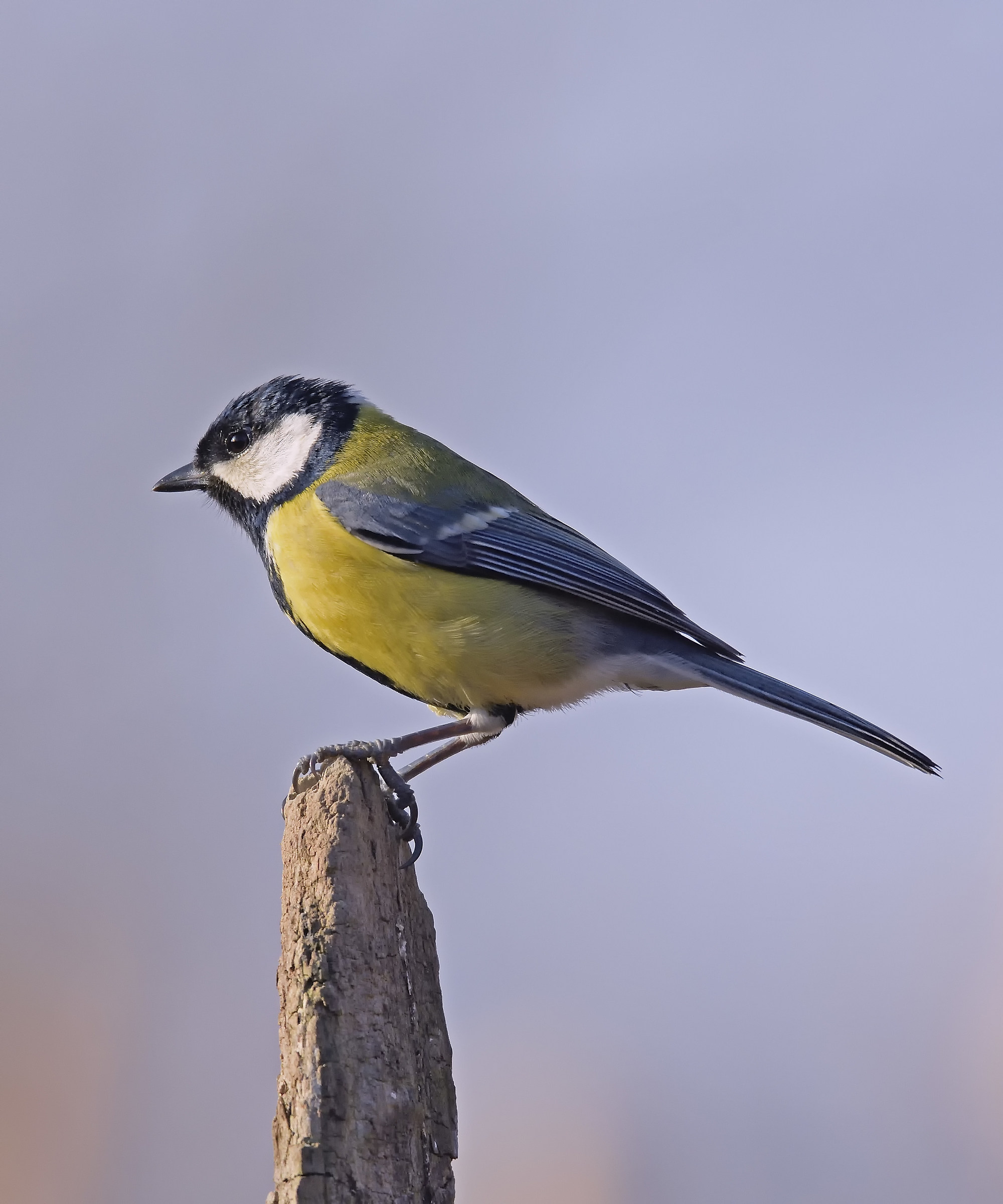 Great Tit