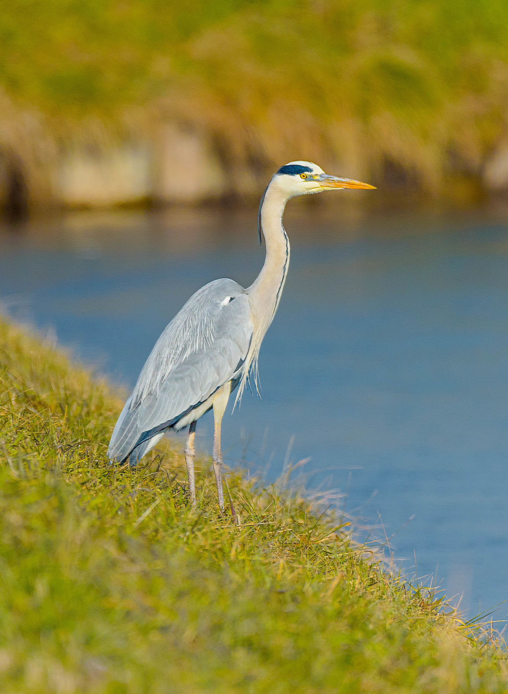 Grey Heron