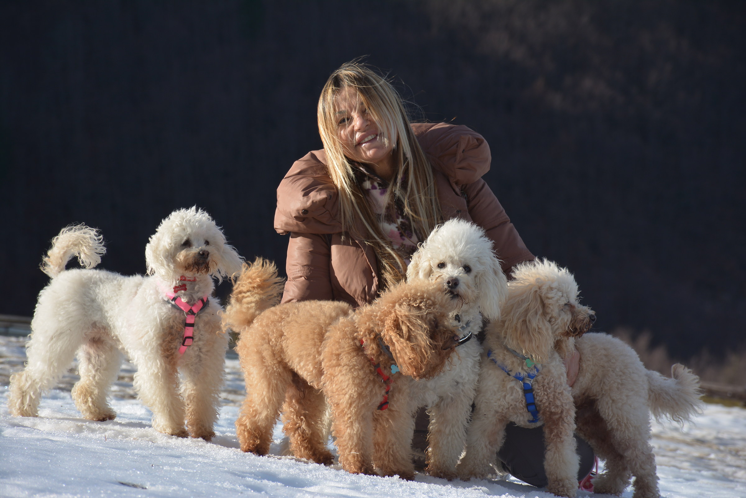 Snow White and the Four Dogs