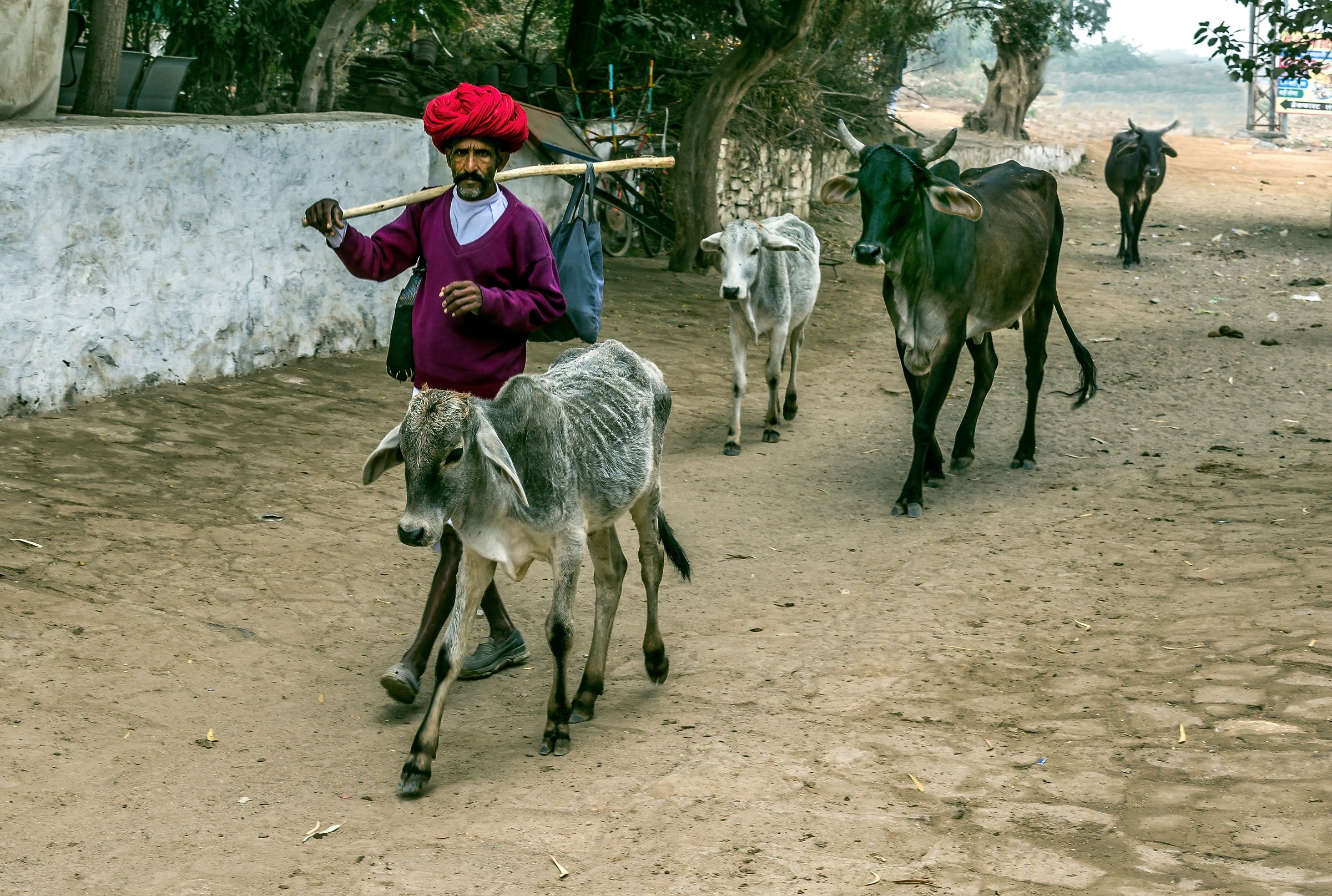 Rajasthan 2017 - Pastore