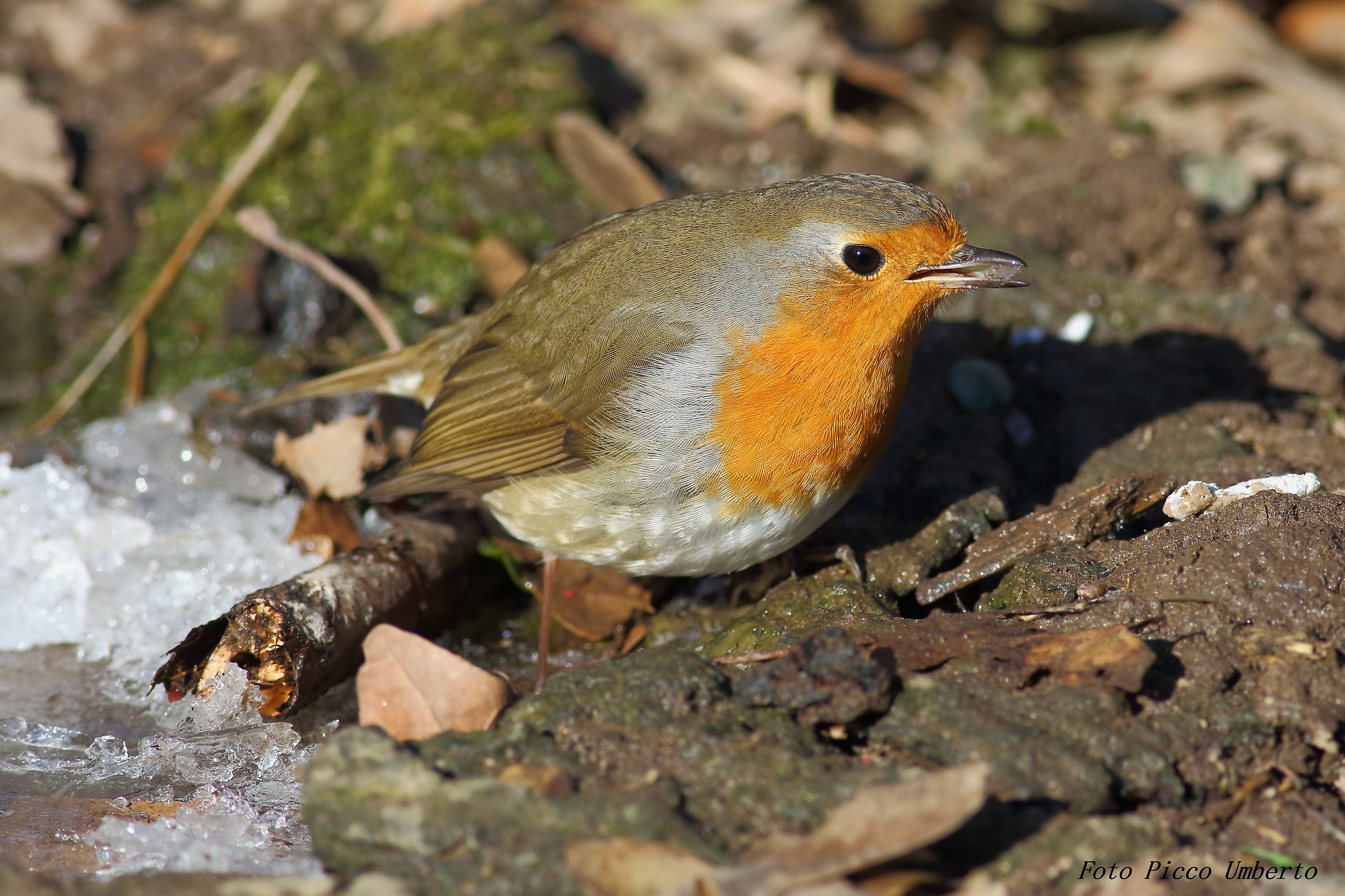 only ever ice !!!!!!