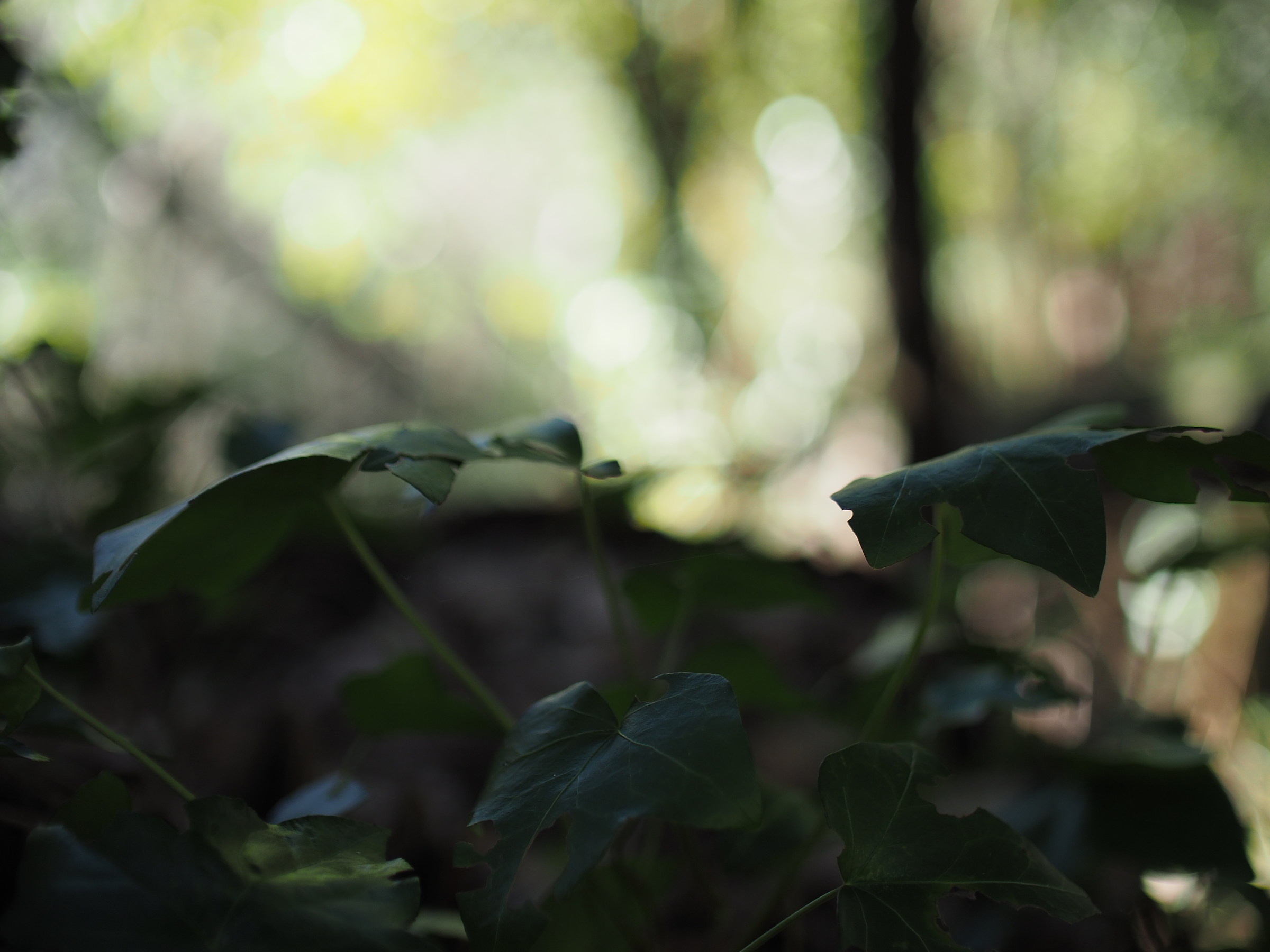 Mitakon Speedmaster 25mm f0.95 test