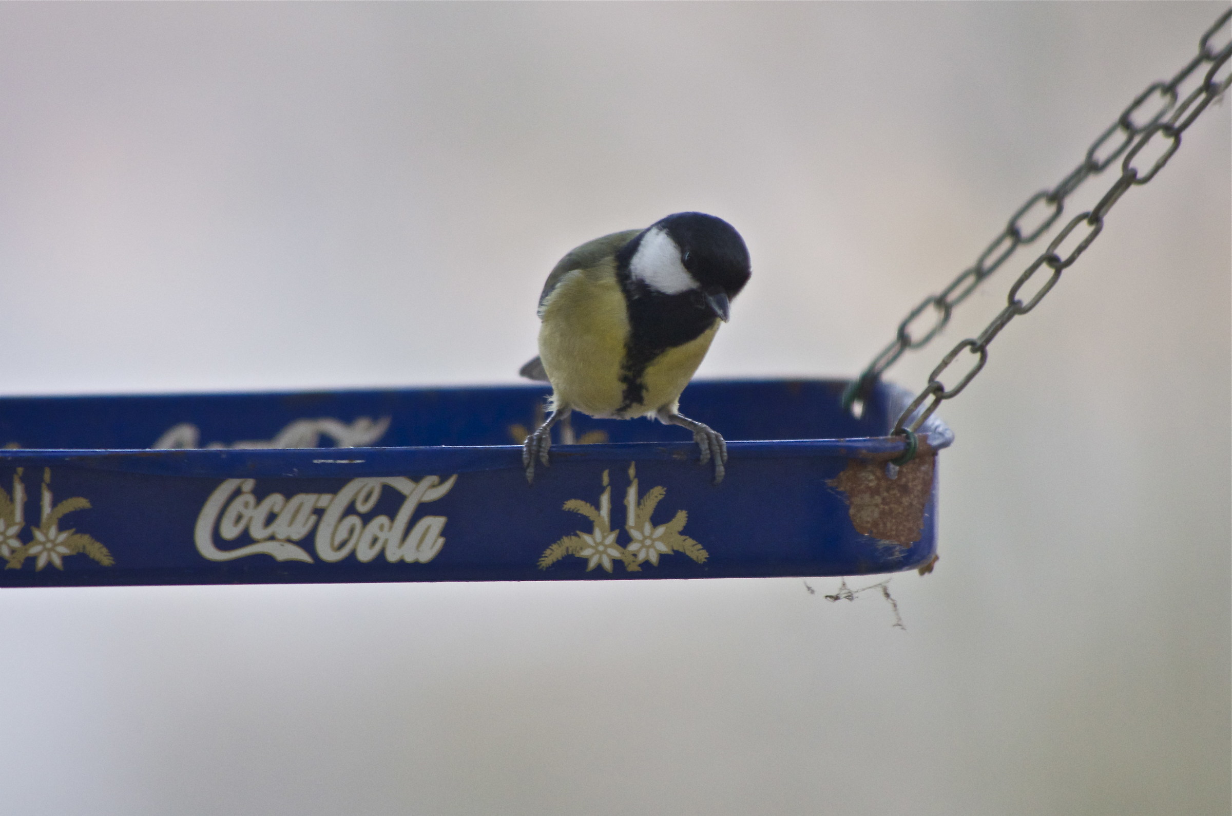 c'è niente da bere?