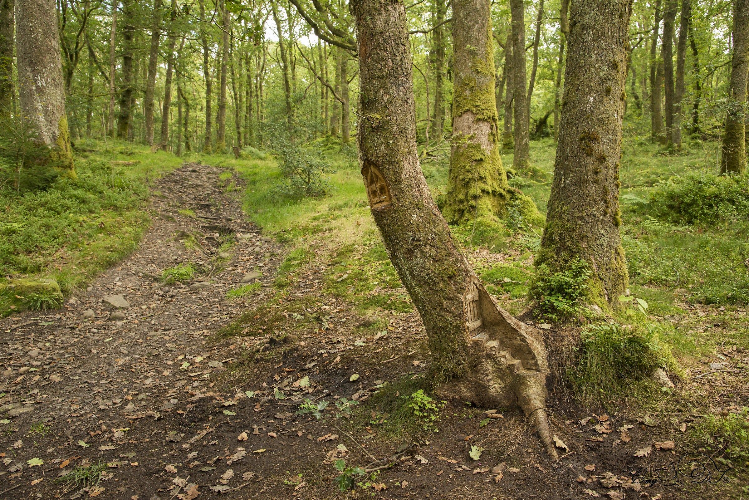 Goblins in the woods