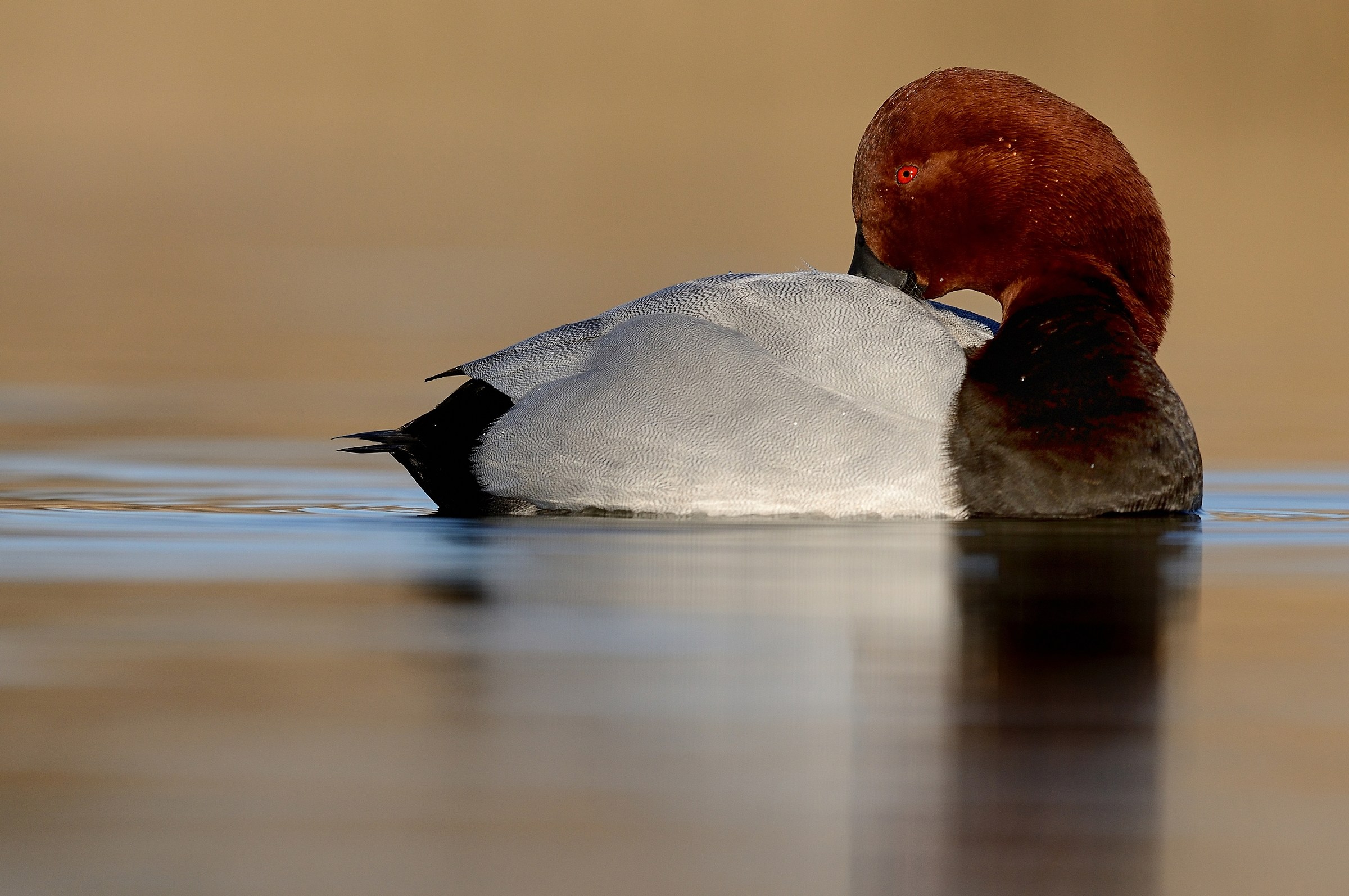 Sleep or not to sleep?