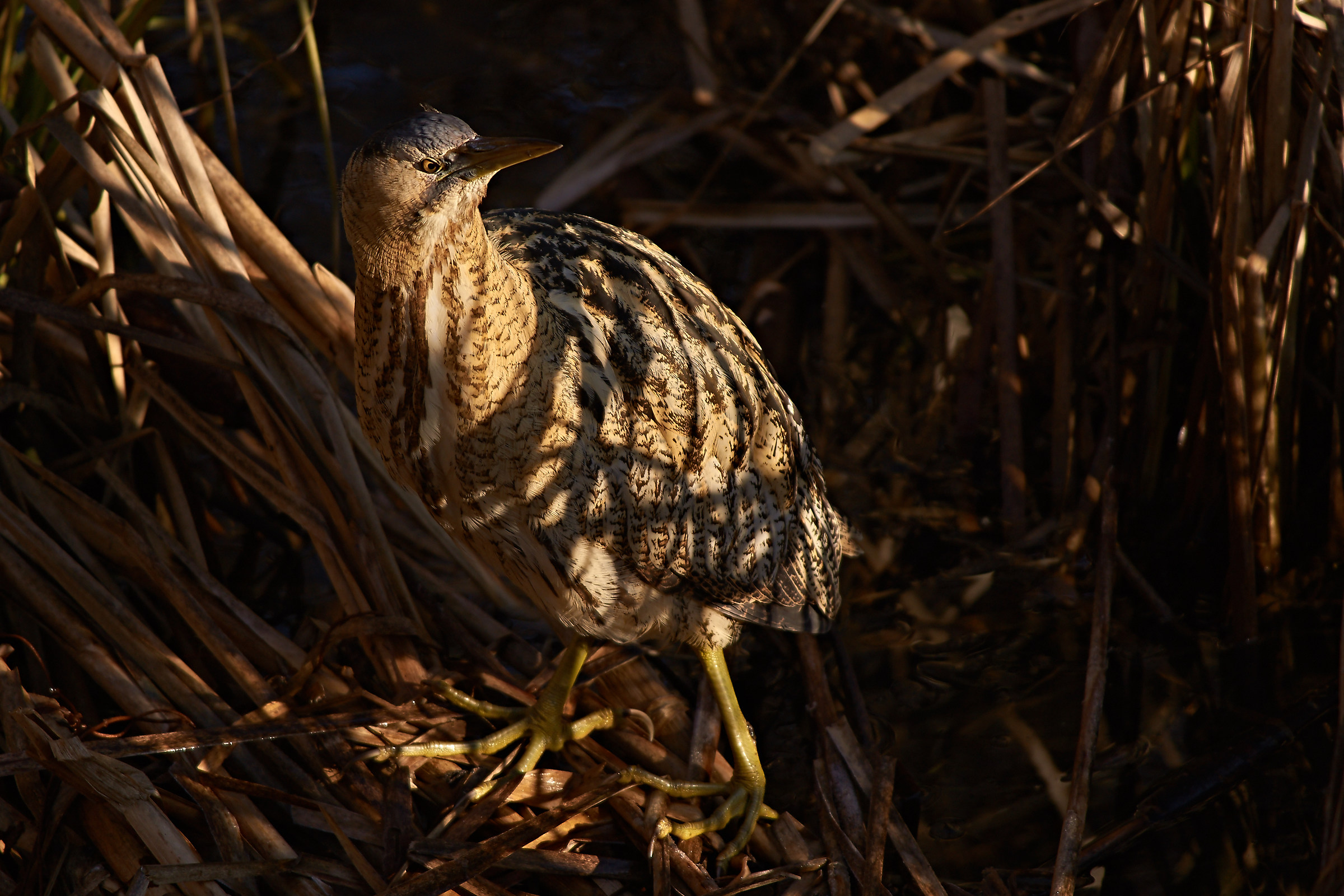 Bittern