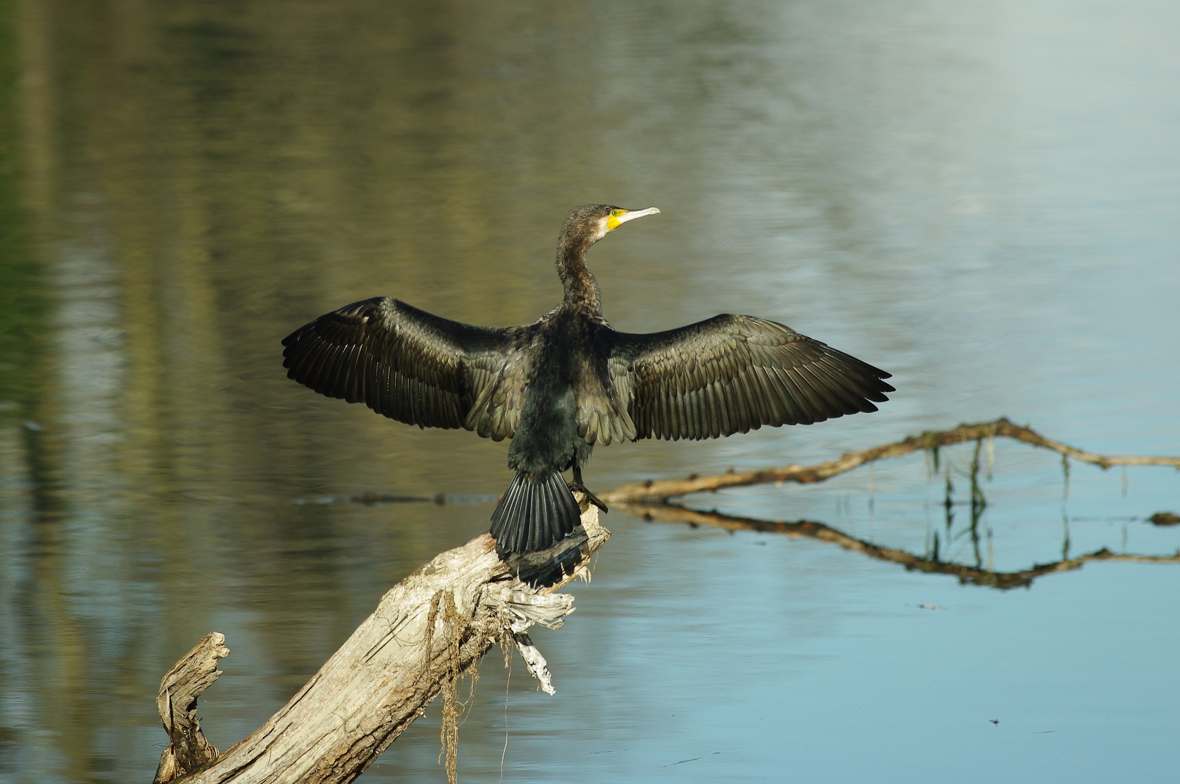 Cormorant (