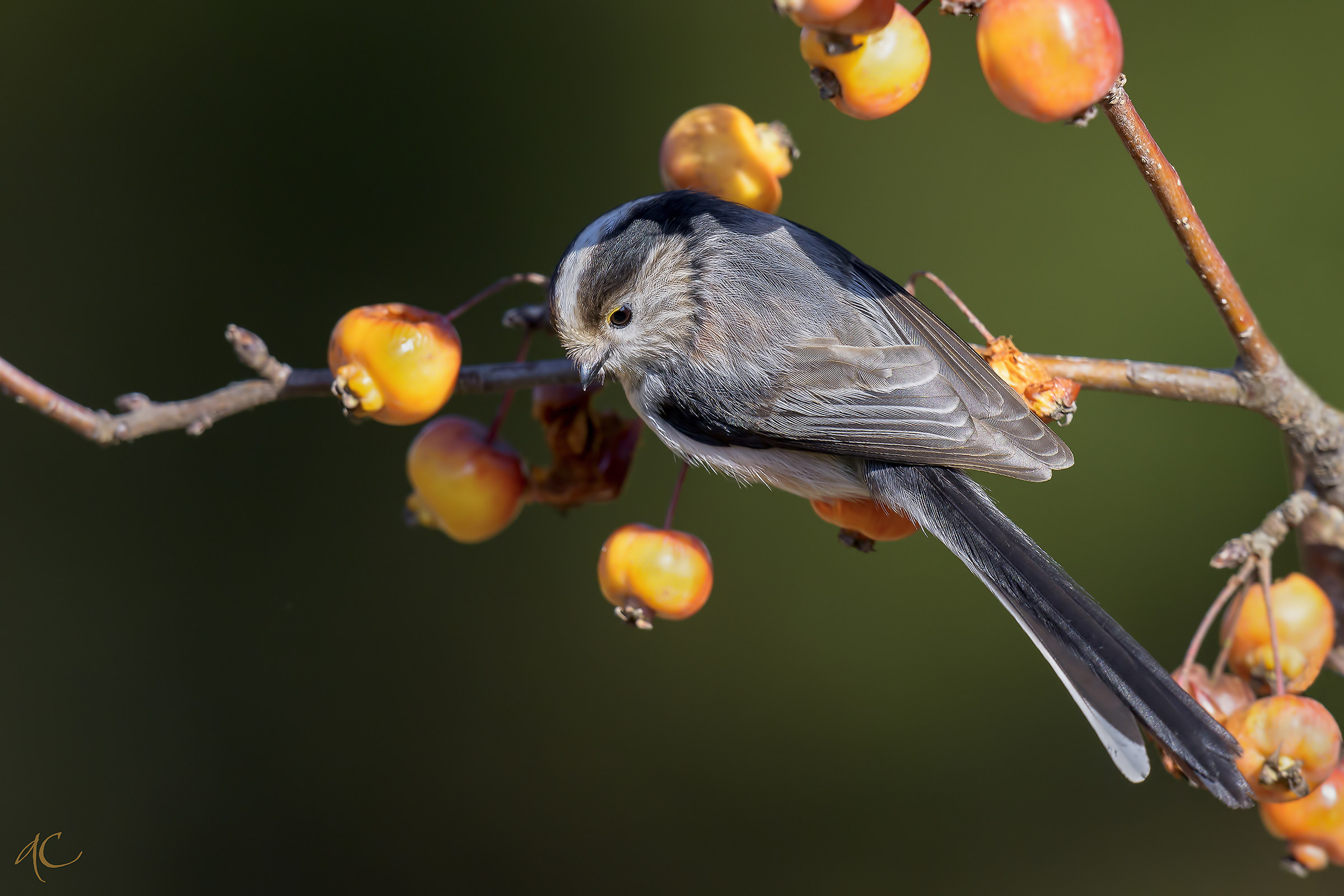 Long-tailed Tit