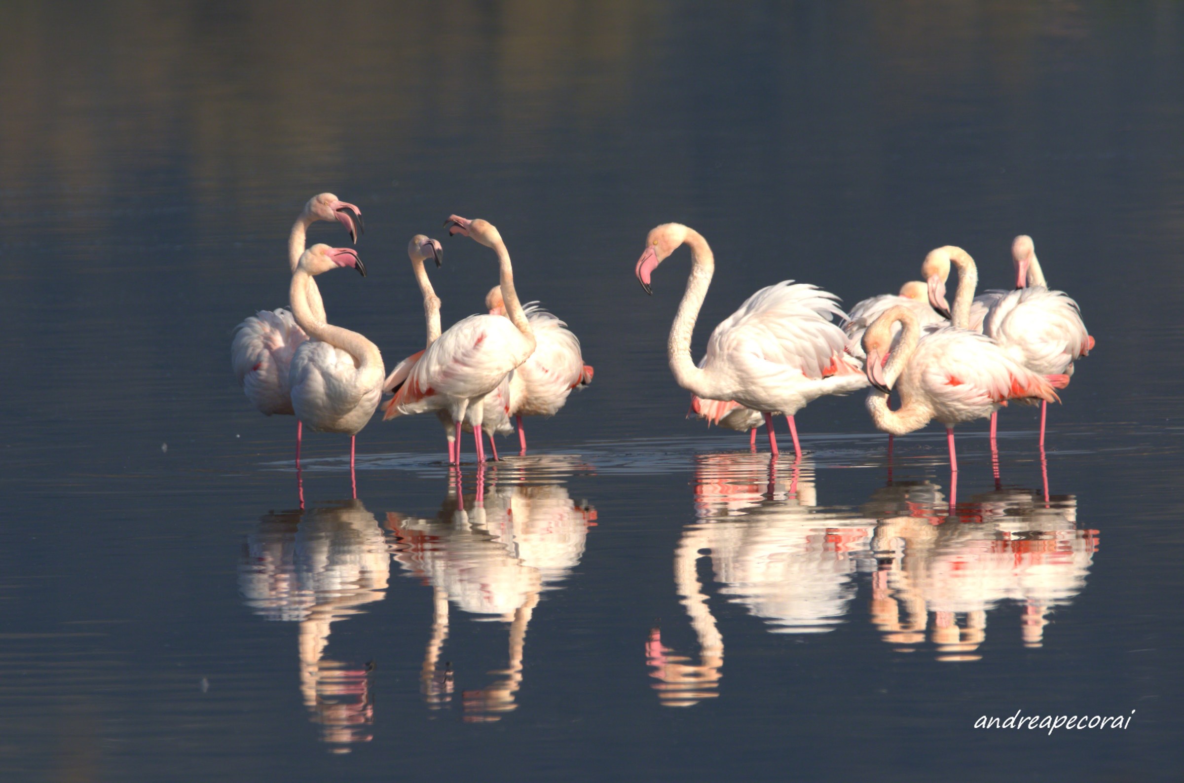 Pink flamingos in orbetello