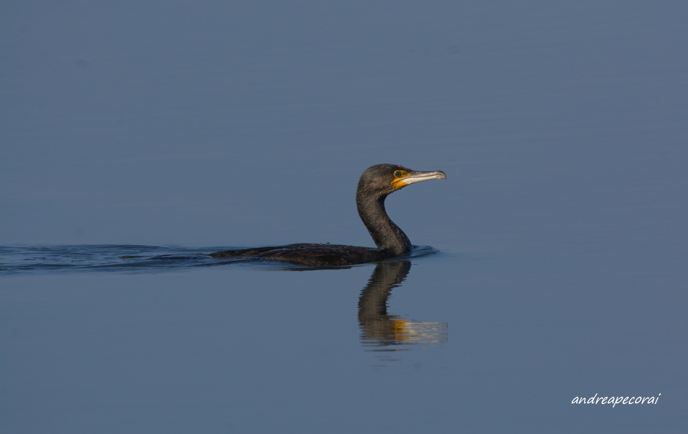 Cormorant