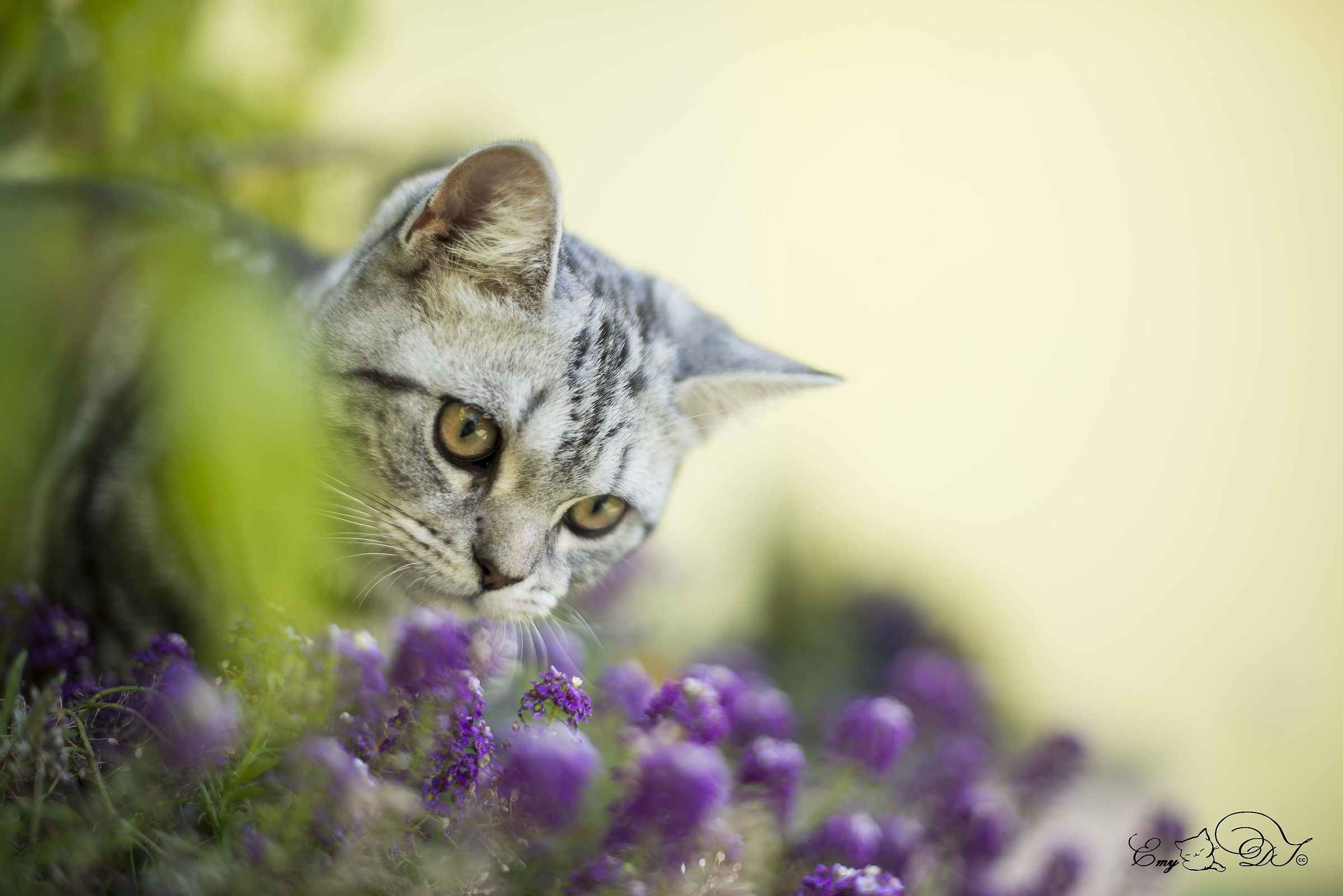 Hiding among the flowers