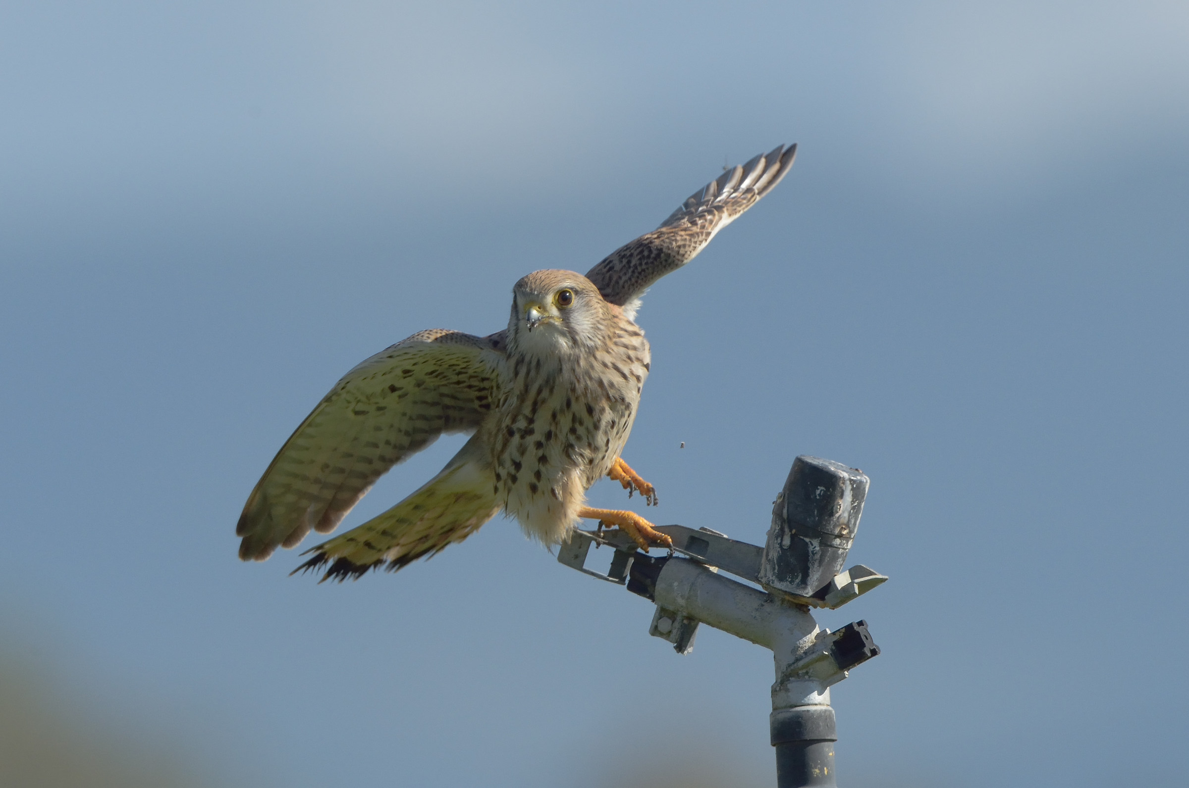 Via, this perch does not deserve ...