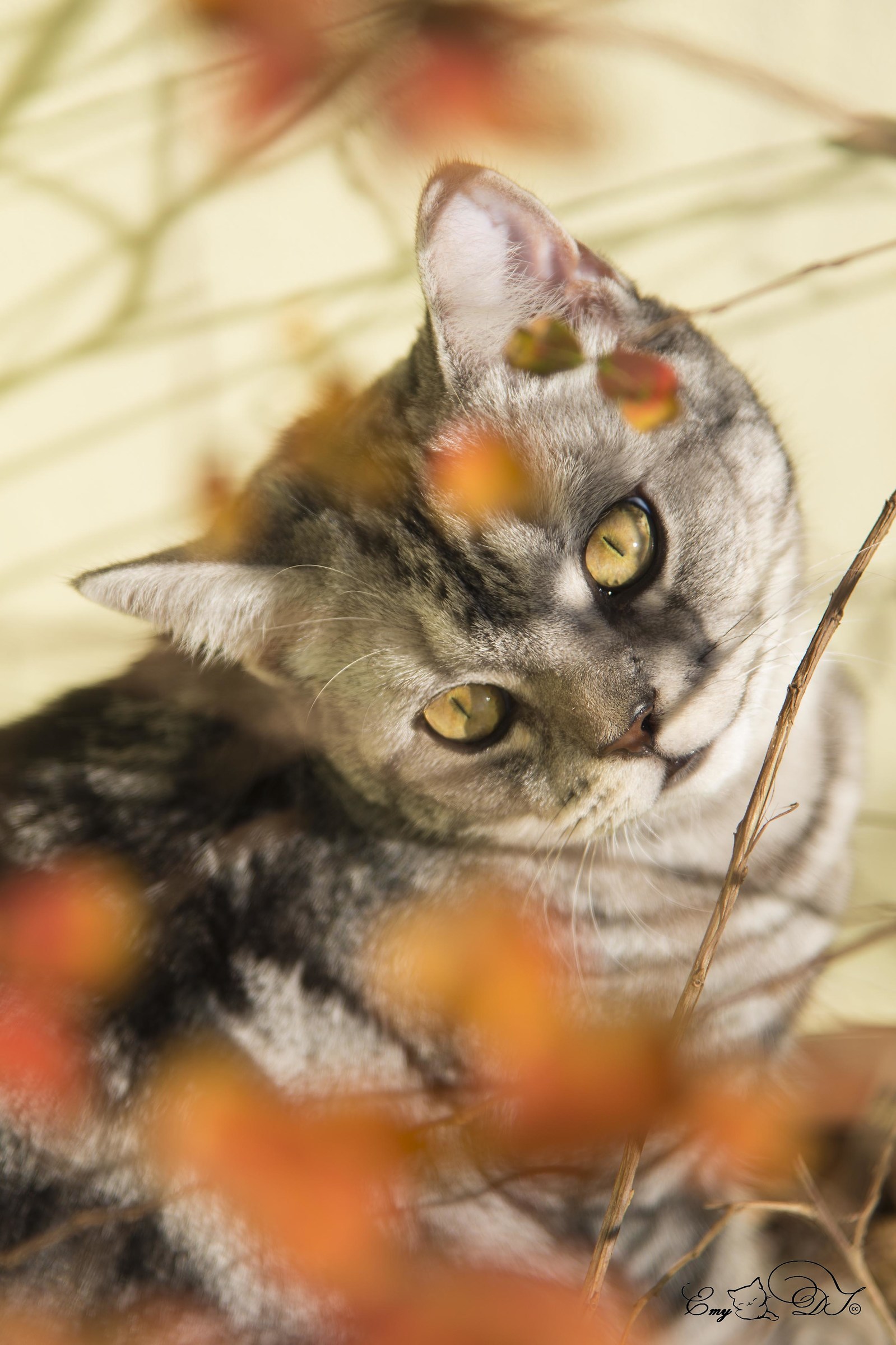 Autumn in the garden